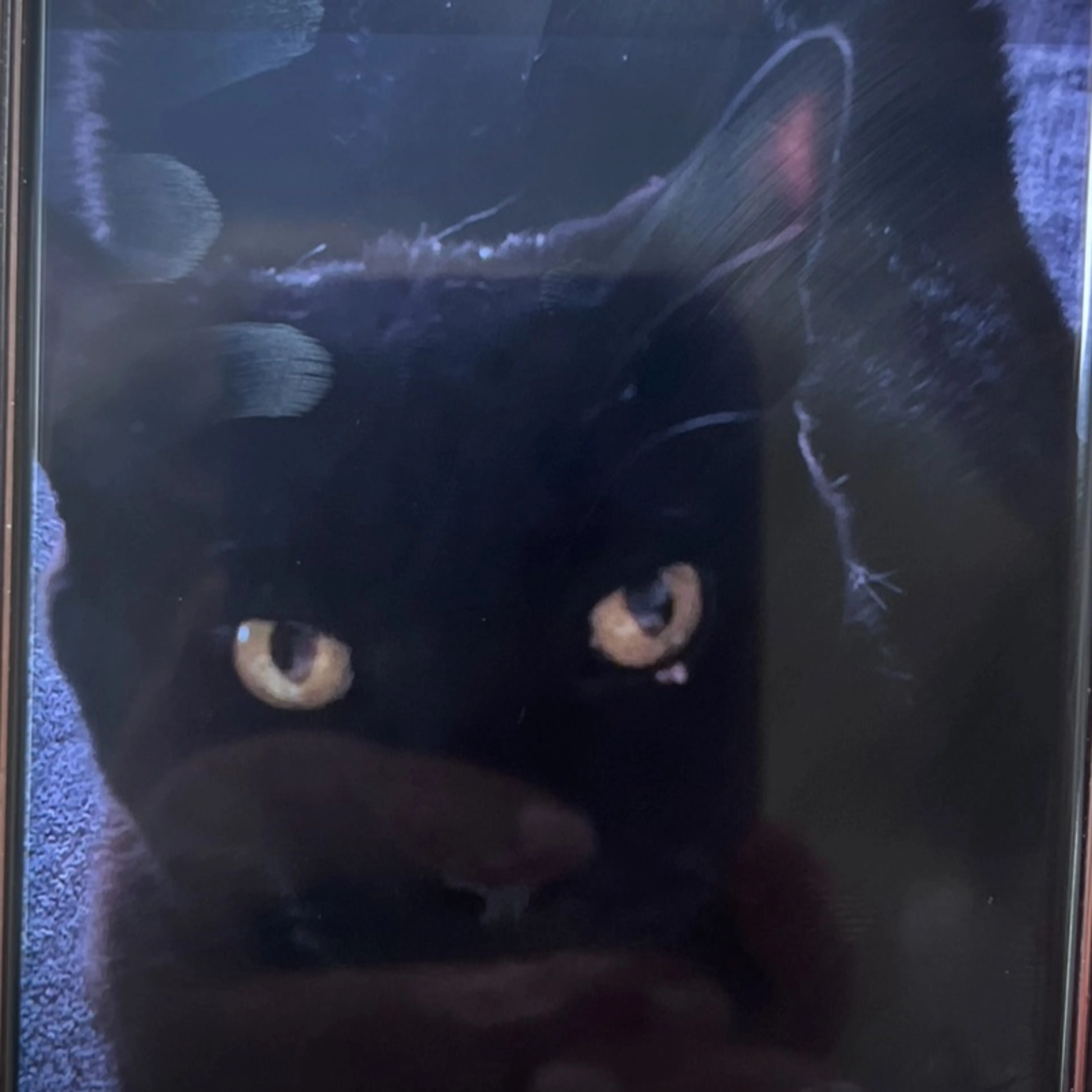 Lost pet-0