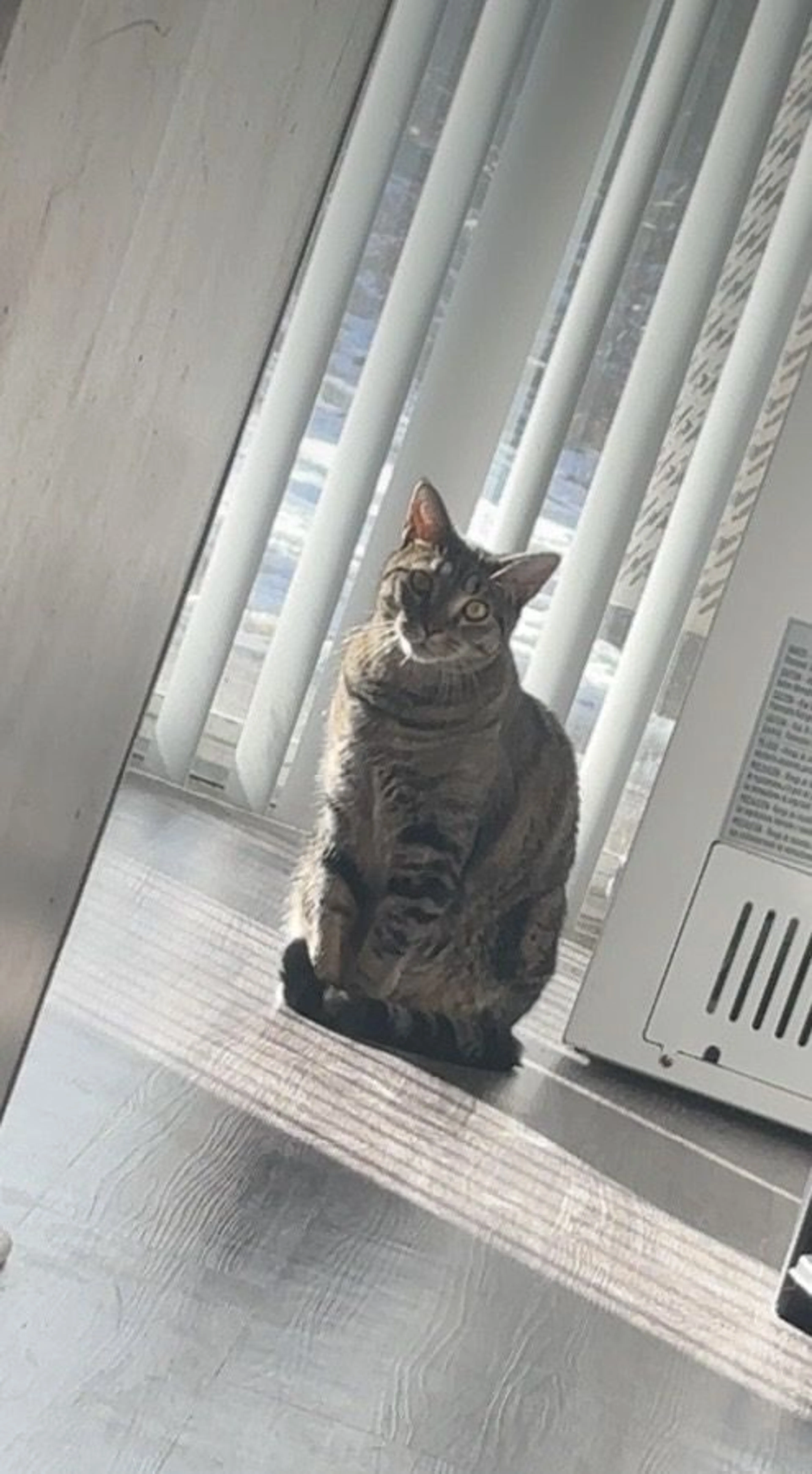 Lost pet