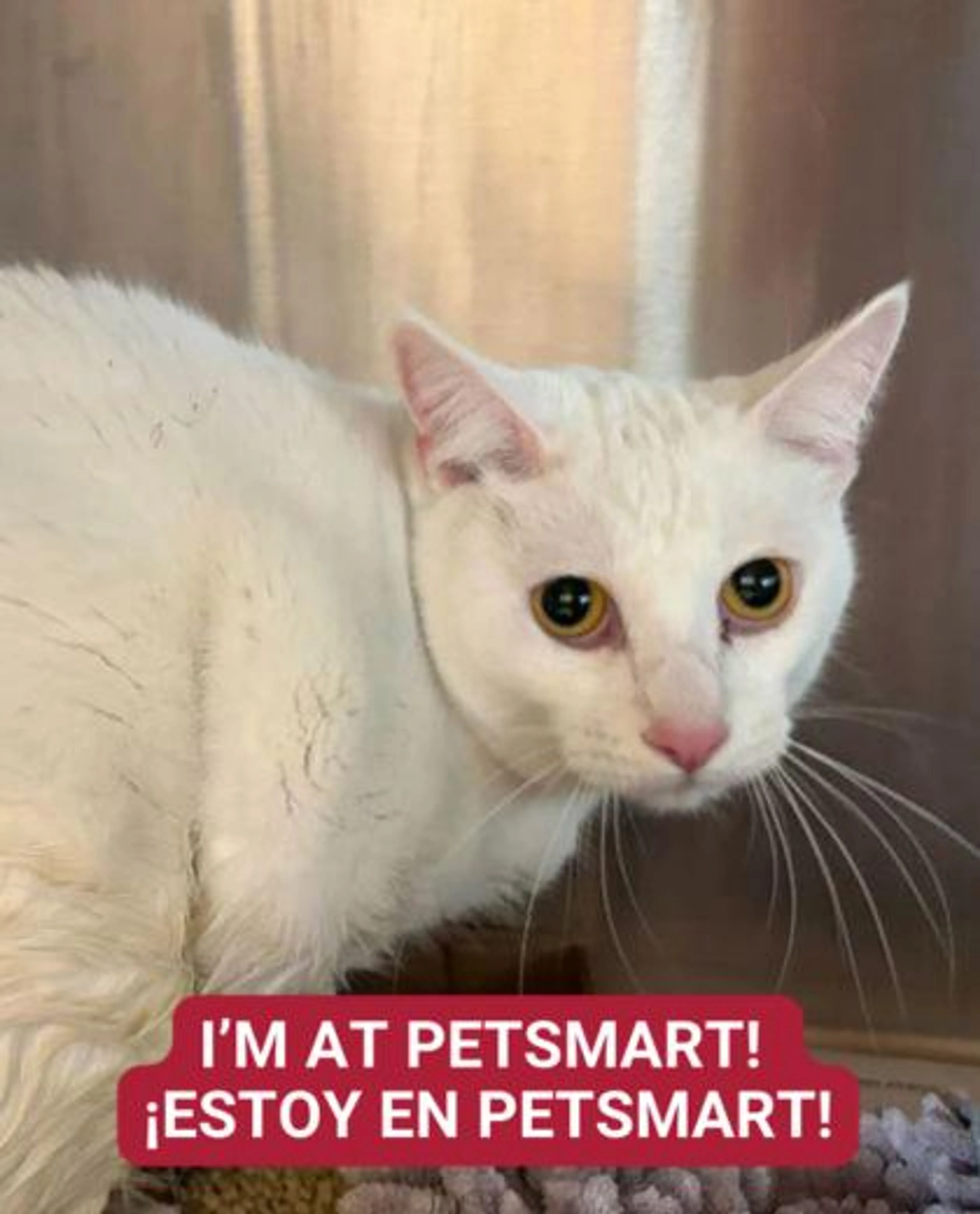 Found pet