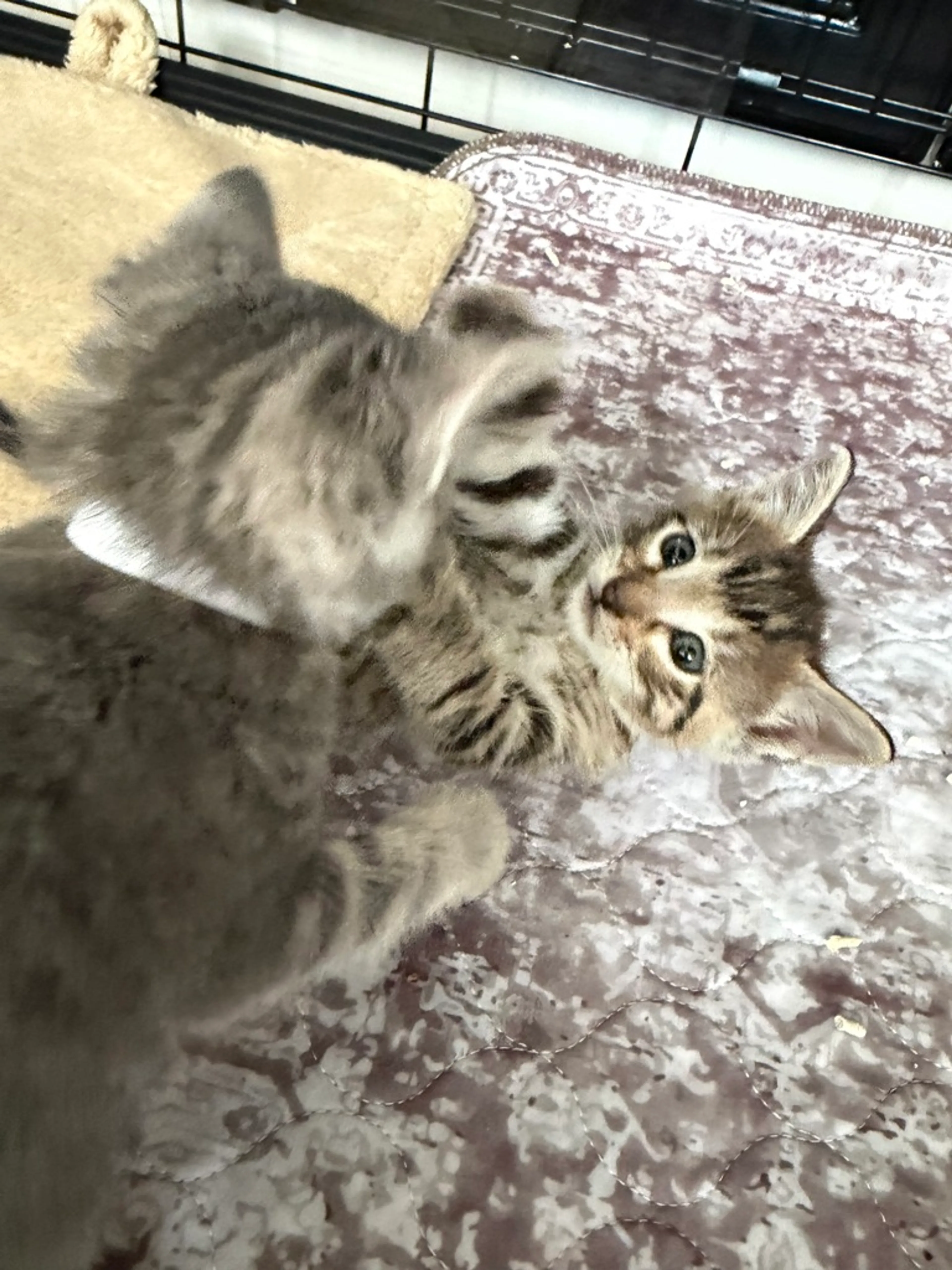 Found pet-3