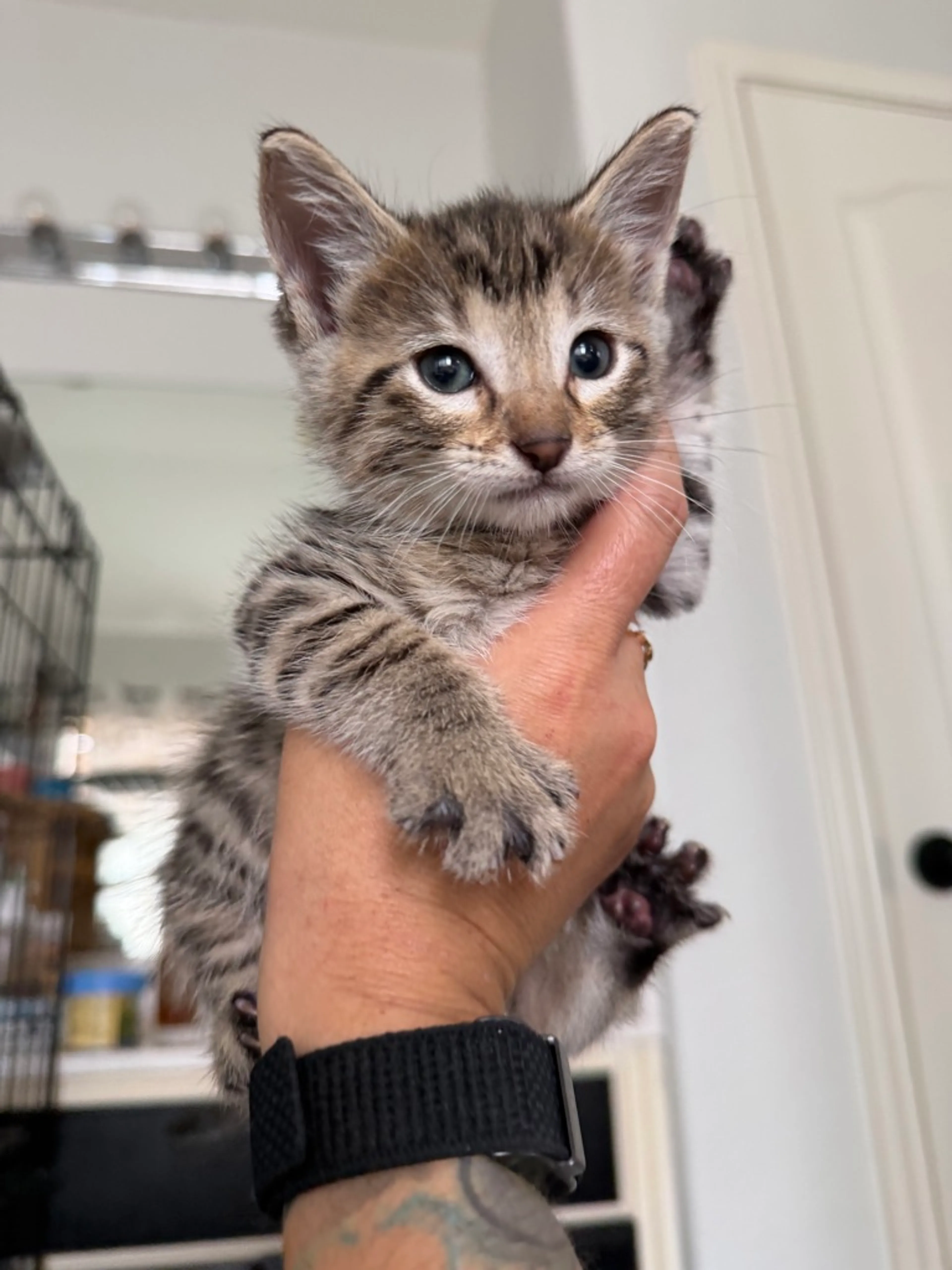Found pet-1