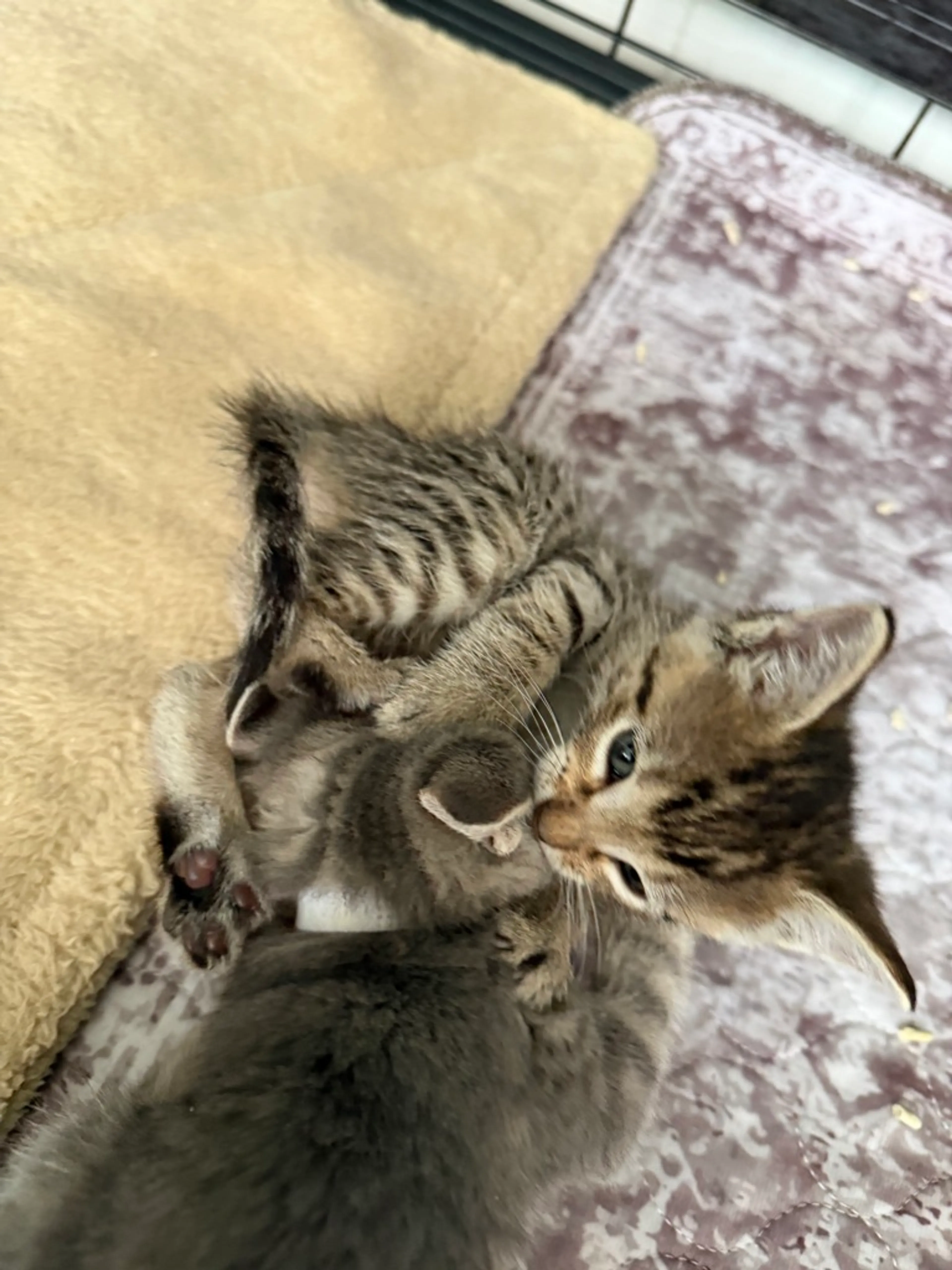 Found pet-2