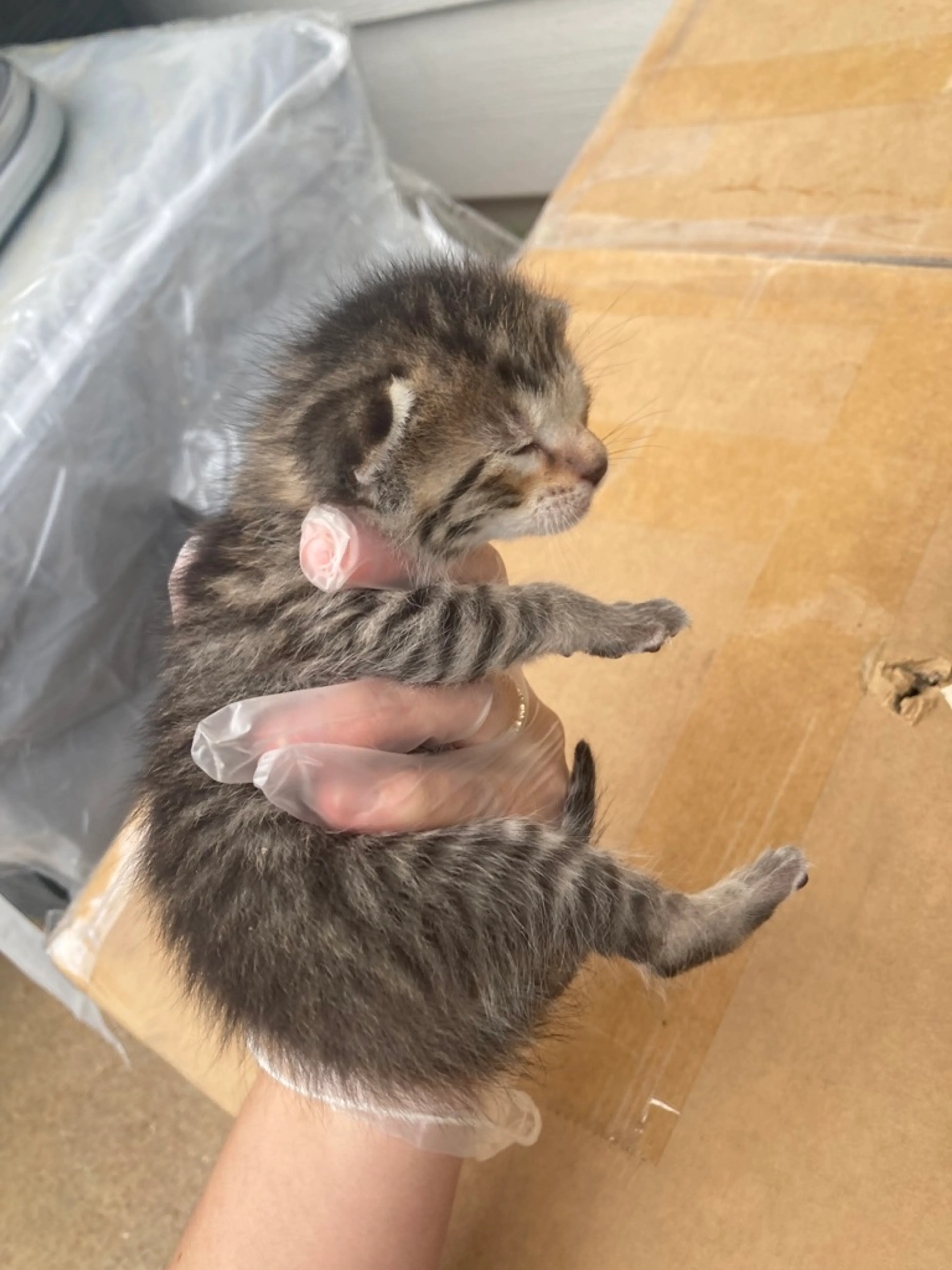 Found pet-4