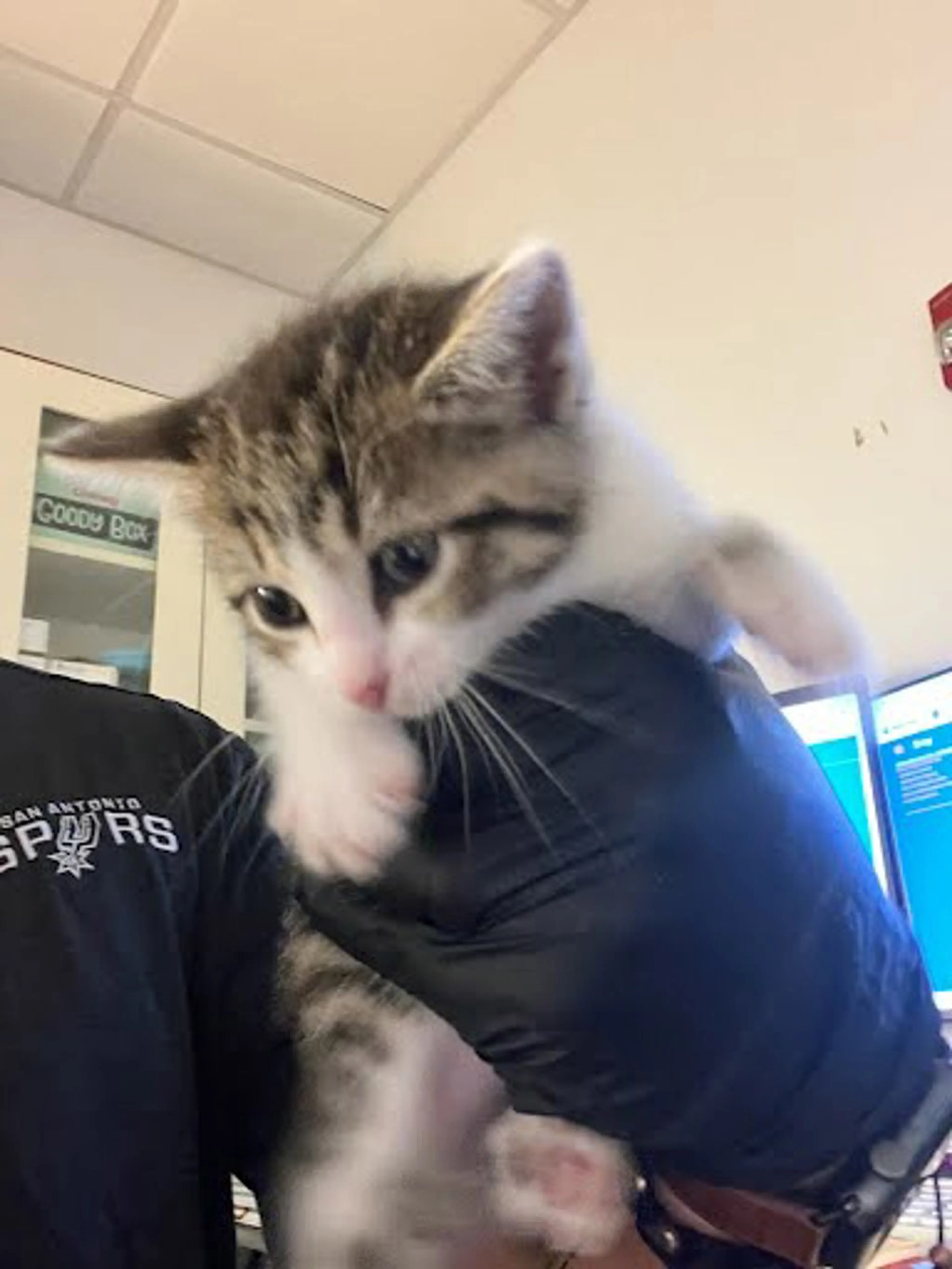 Found pet