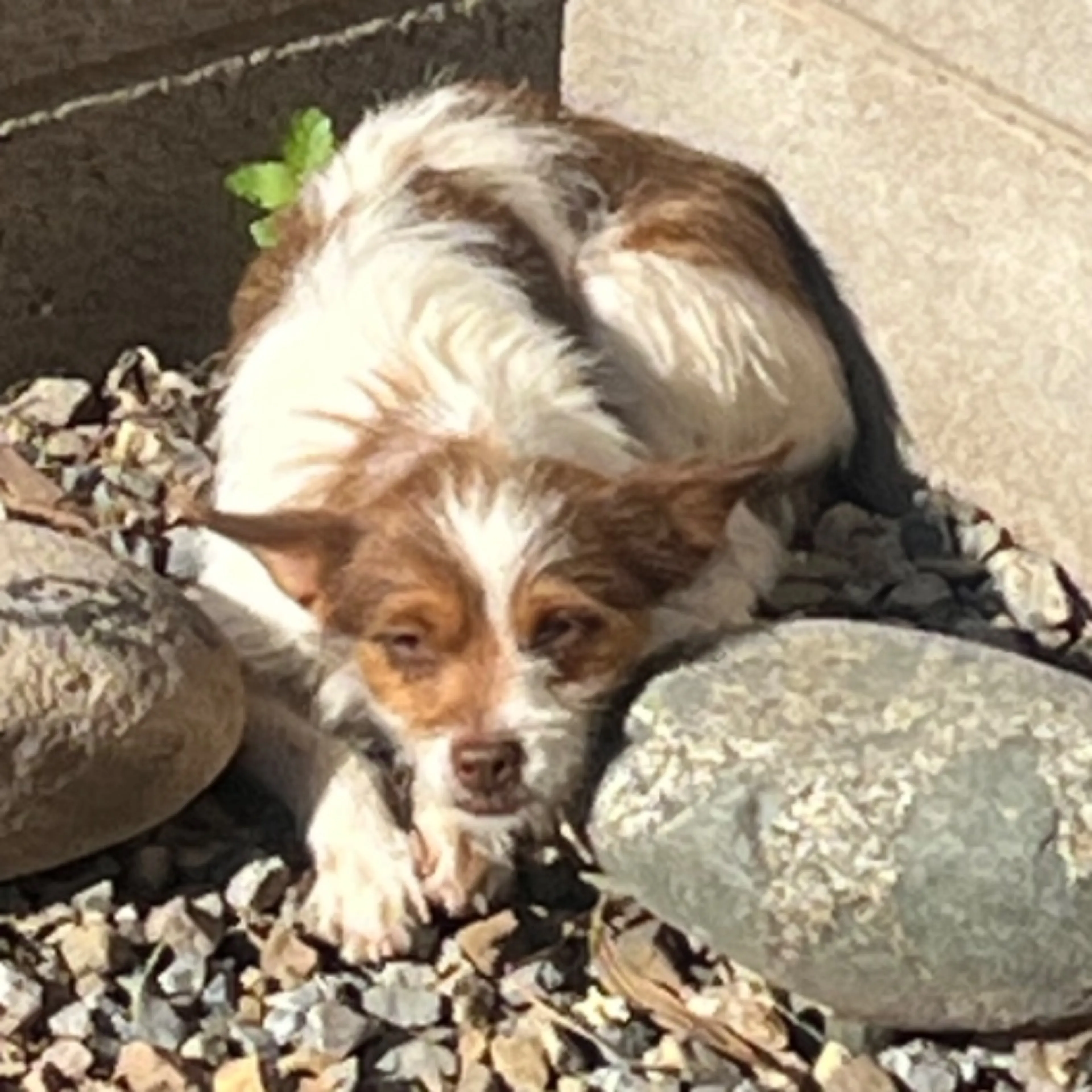 Found pet