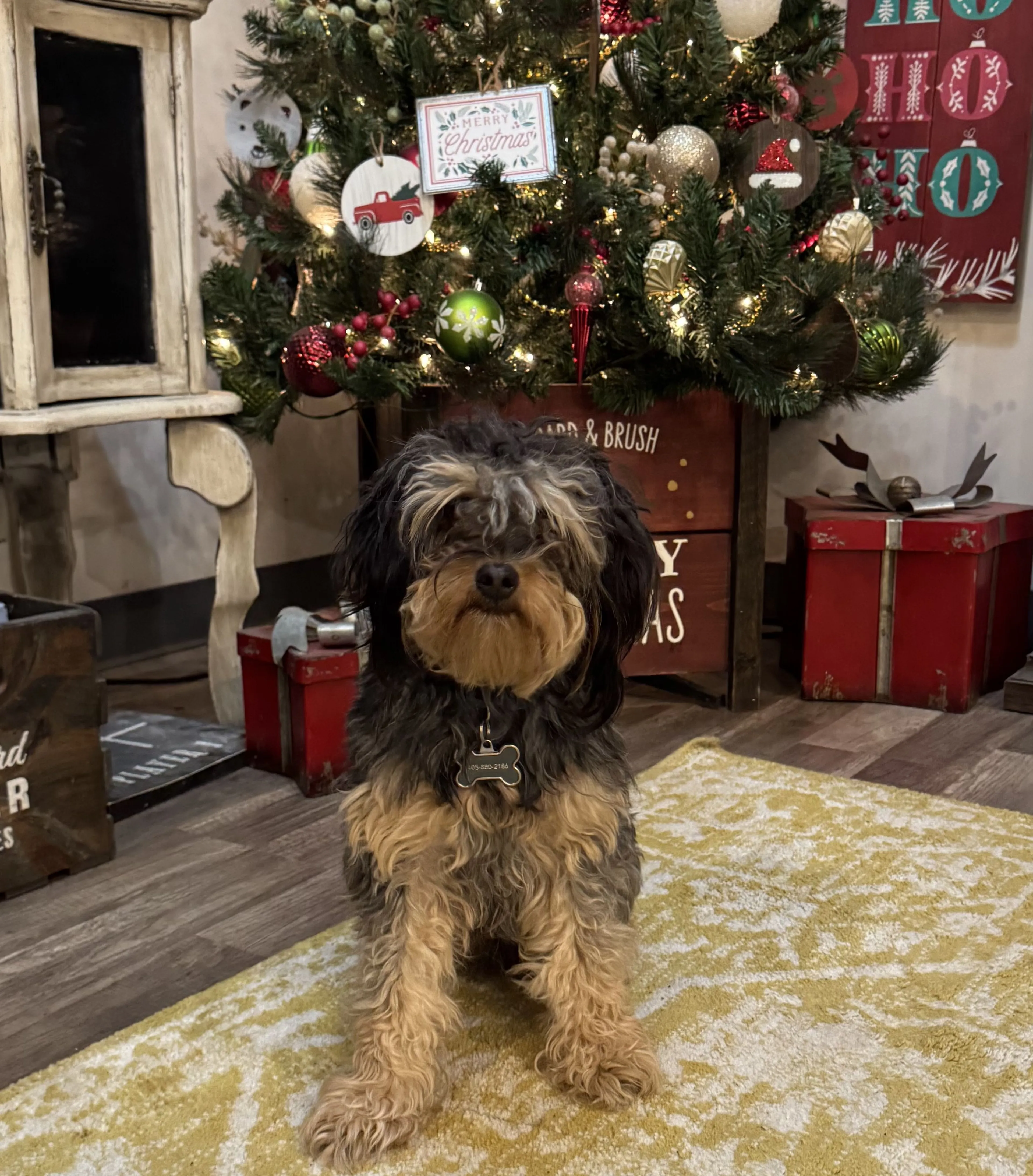 Lost pet-2