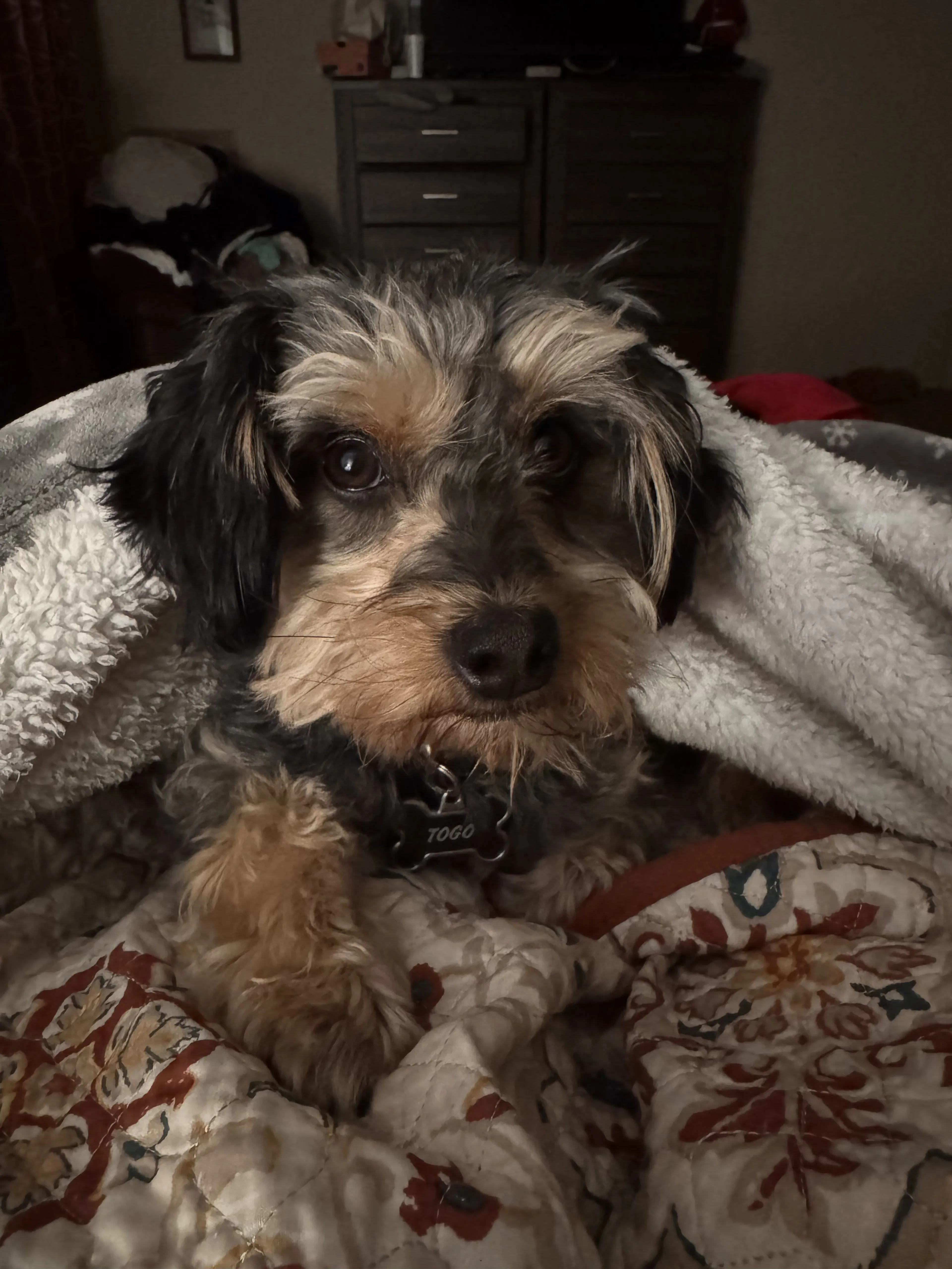 Lost pet-3