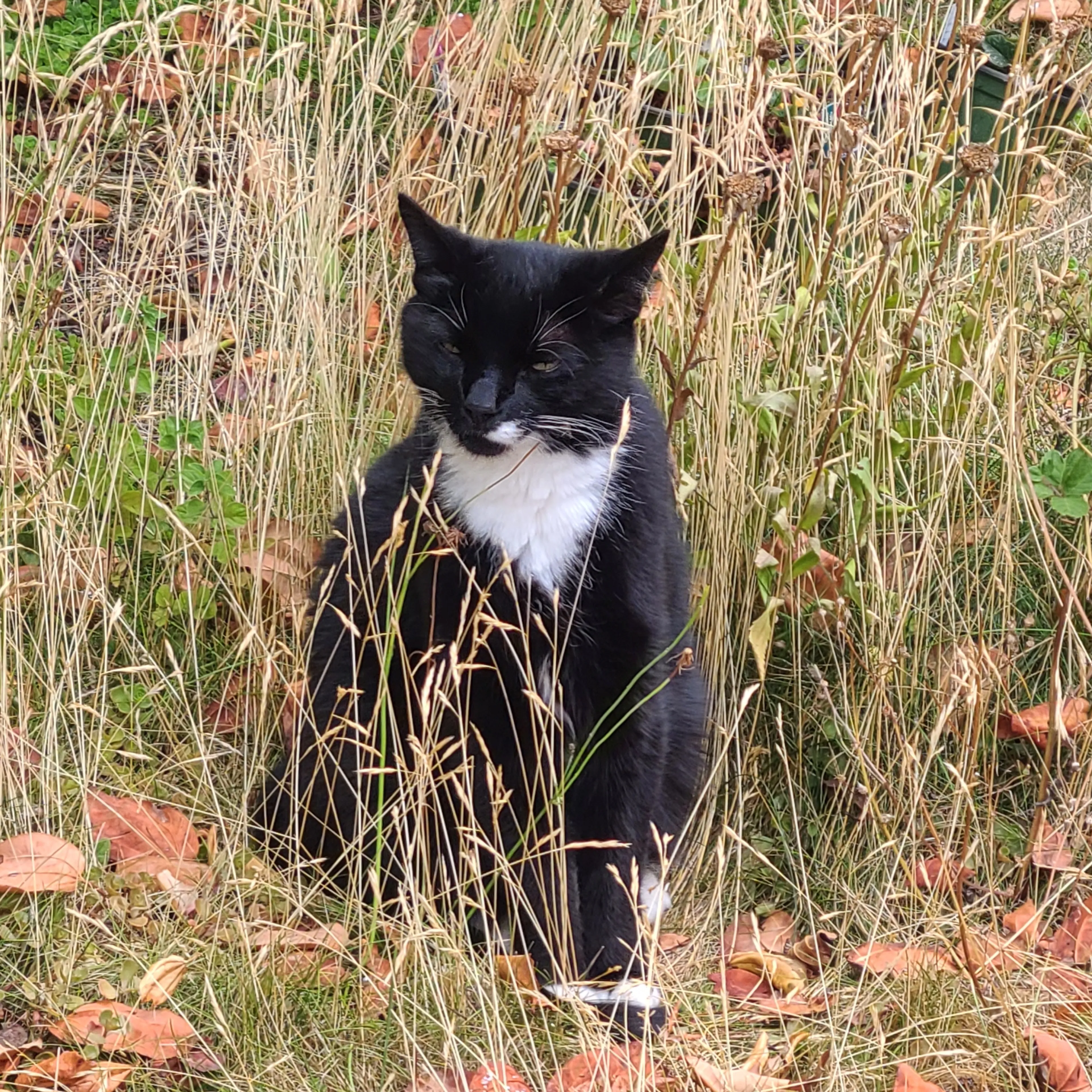 Lost pet-2