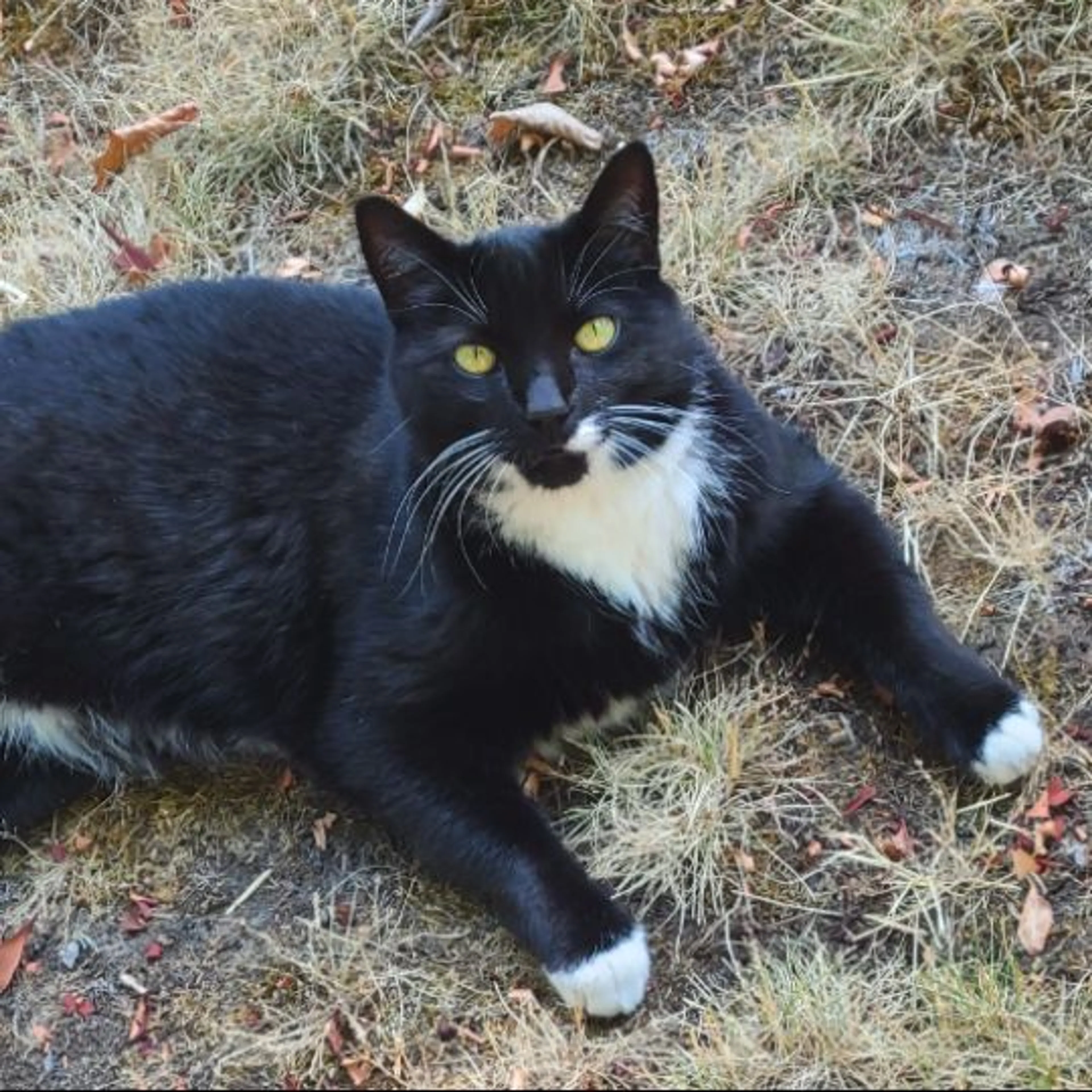 Lost pet-0