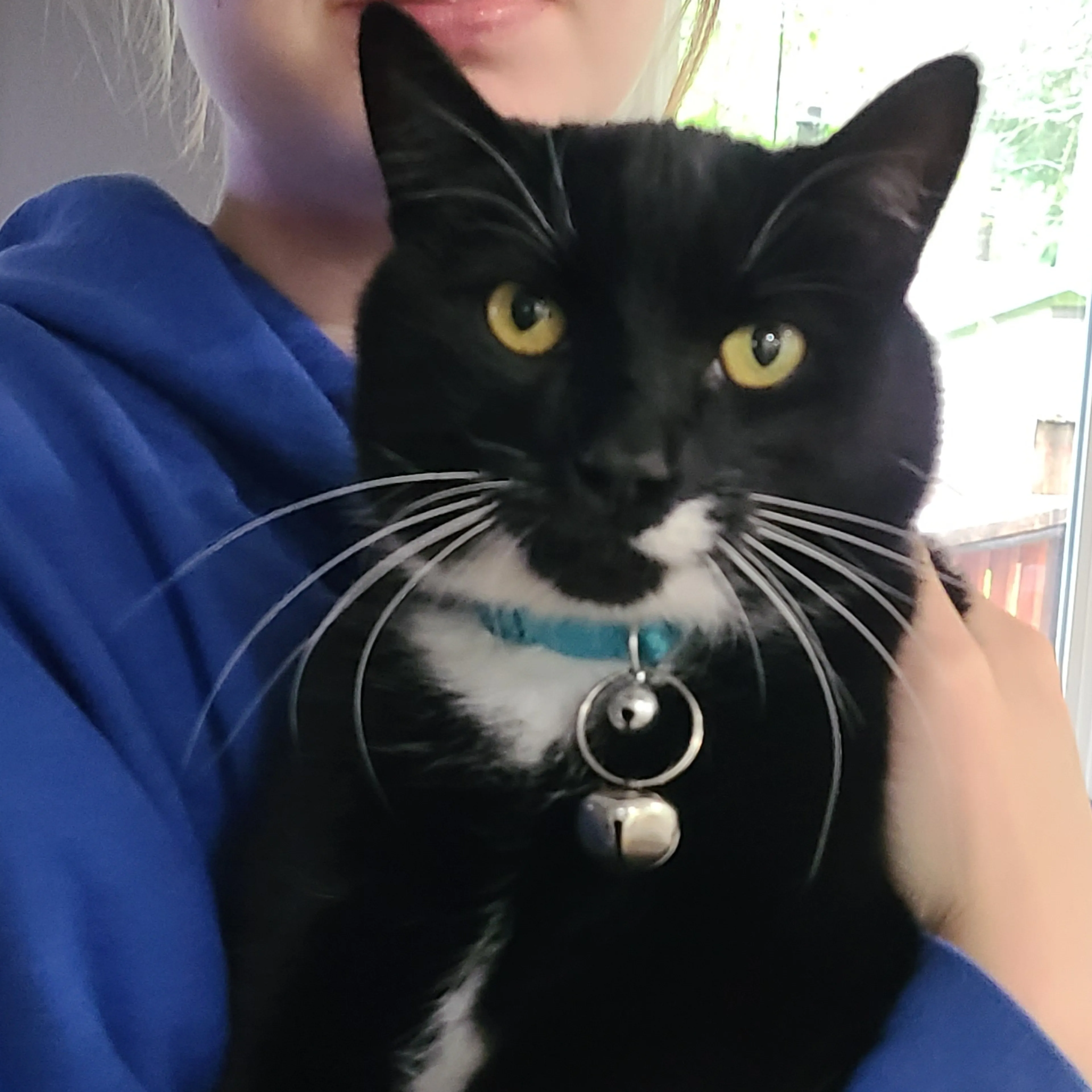 Lost pet-3