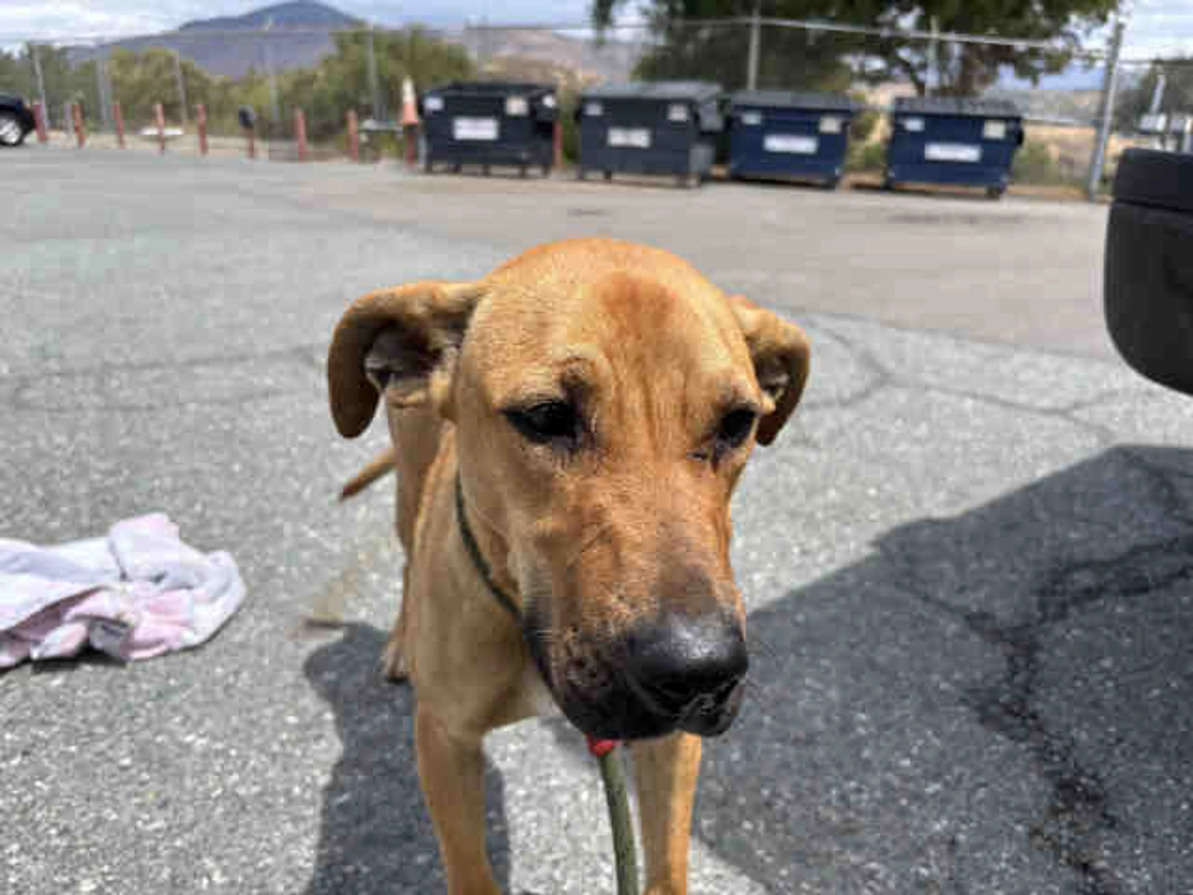 Found pet