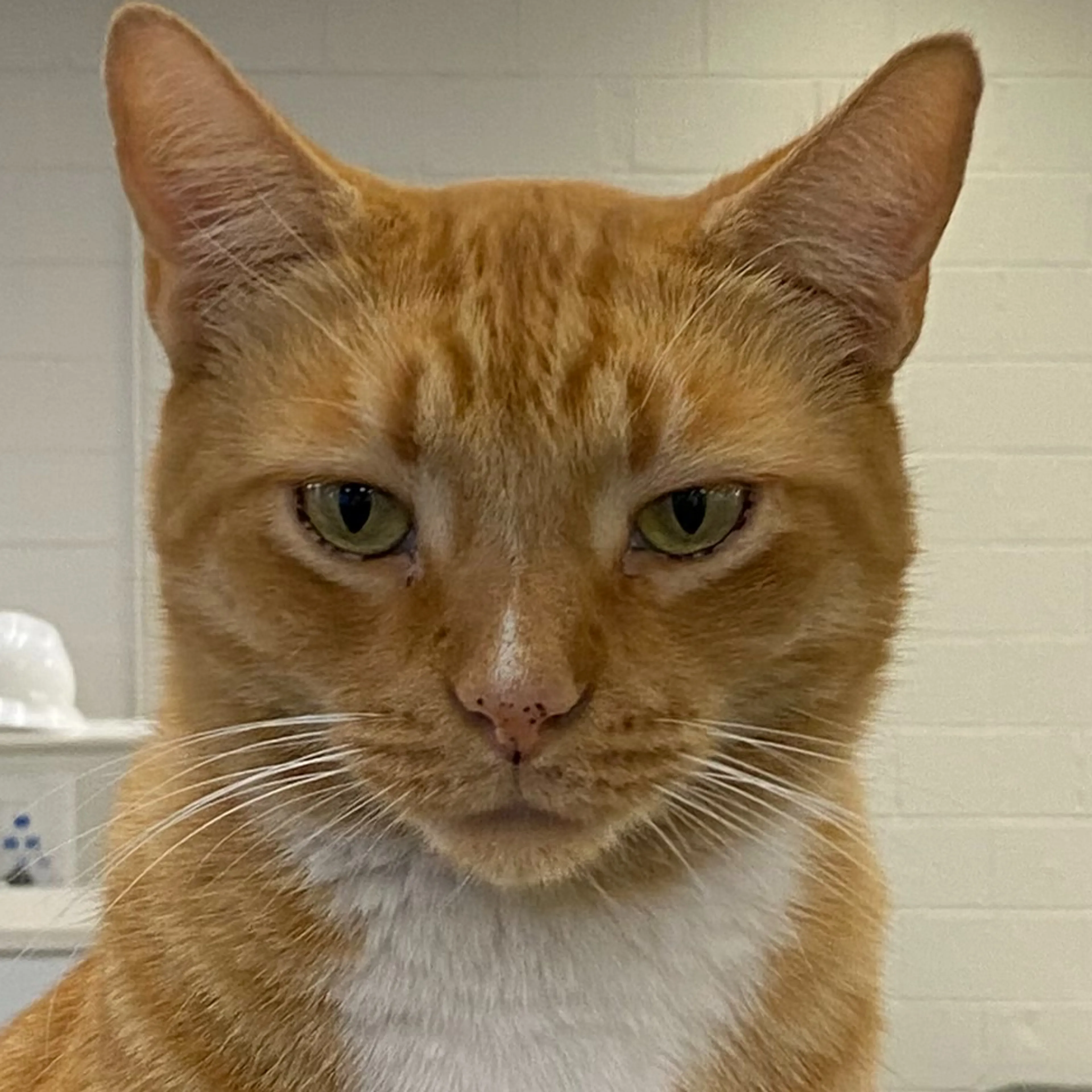 Lost pet-2