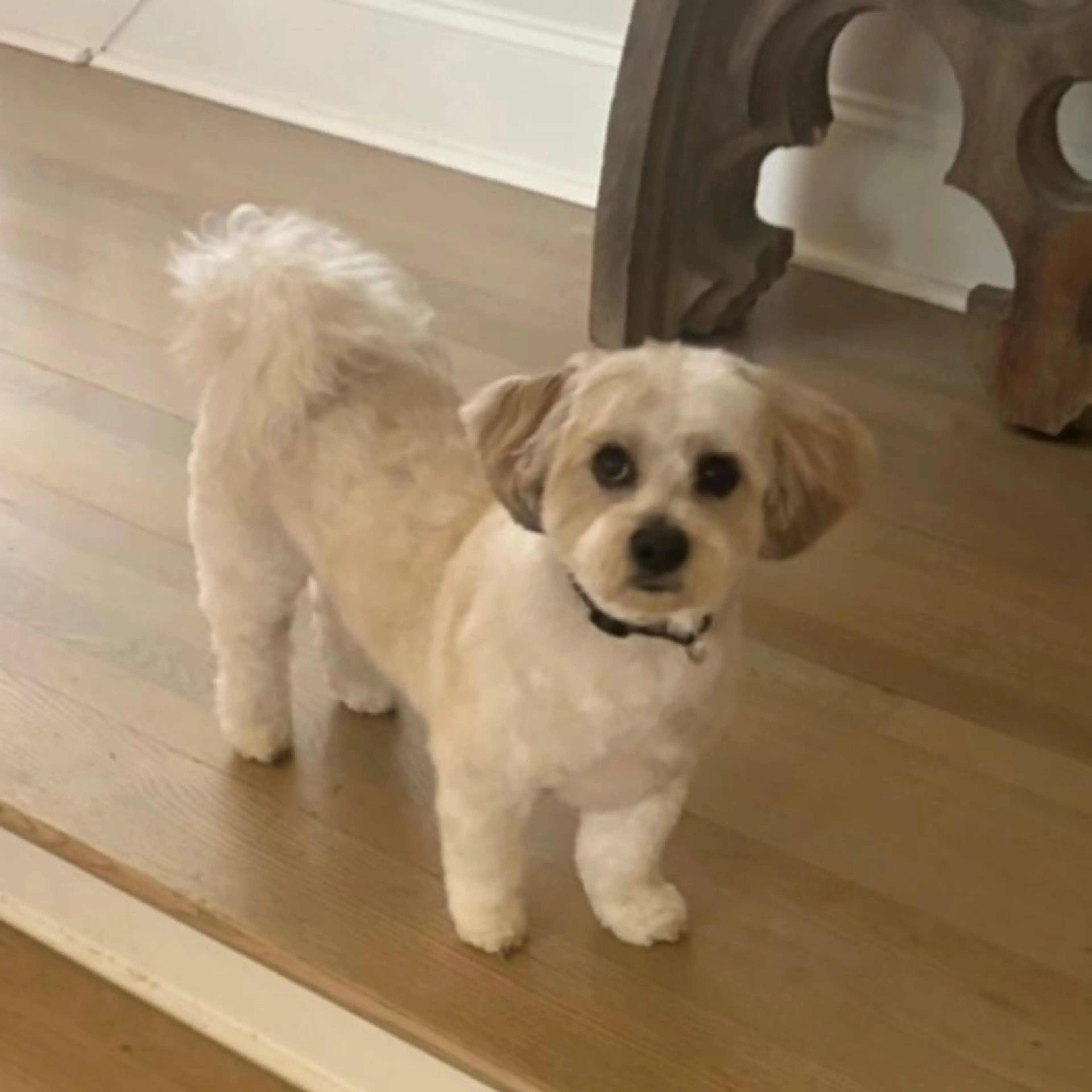 Lost pet