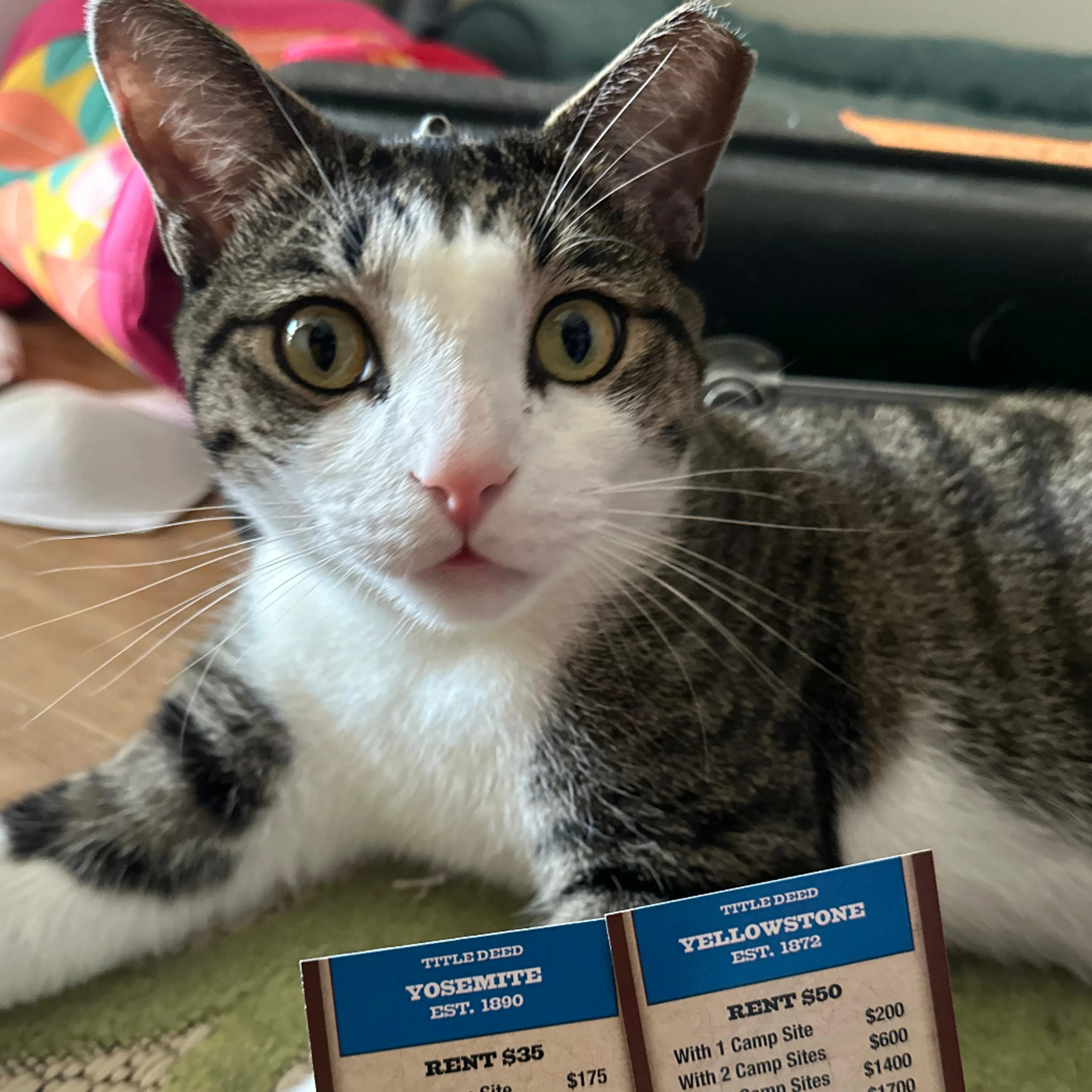 Lost pet-1