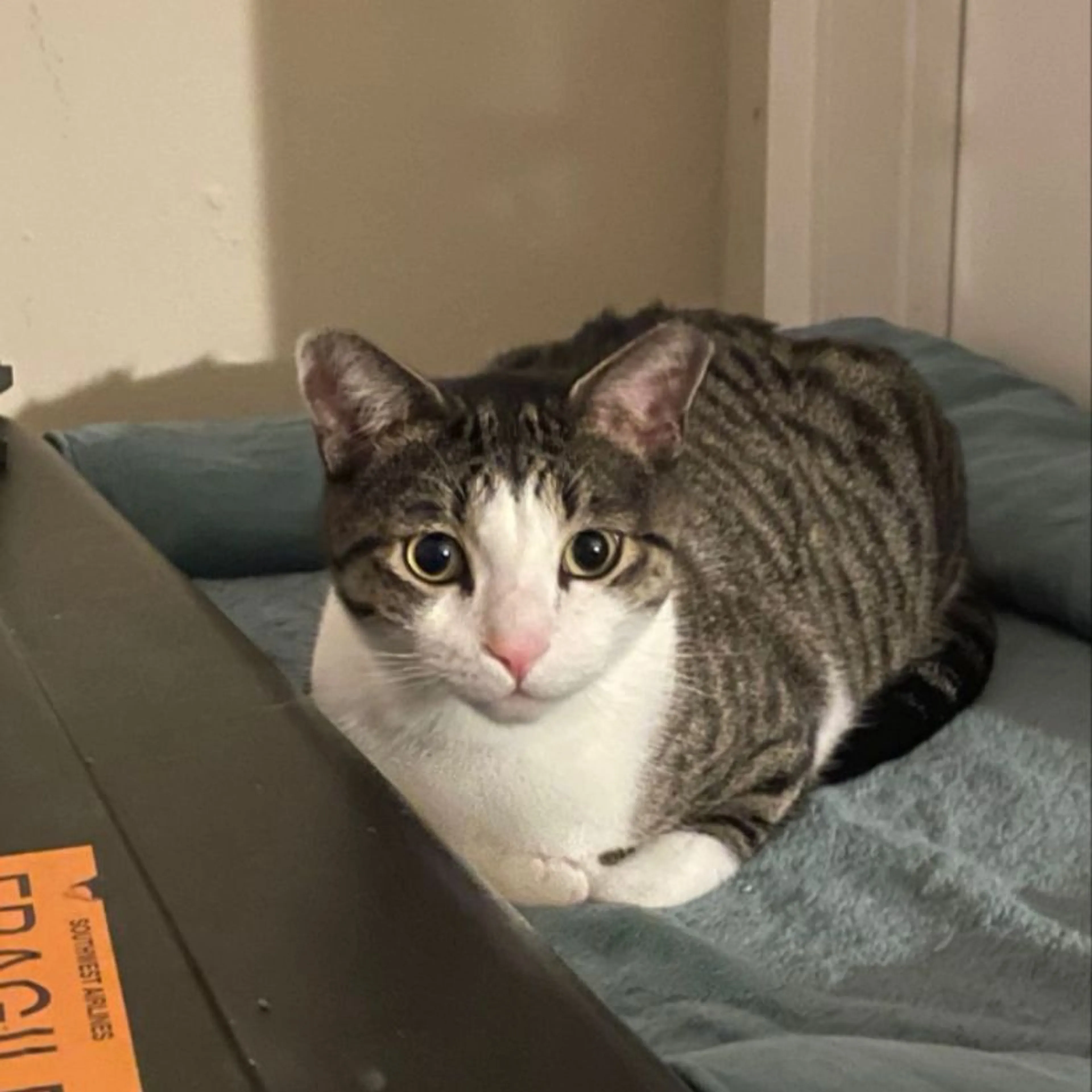 Lost pet-0