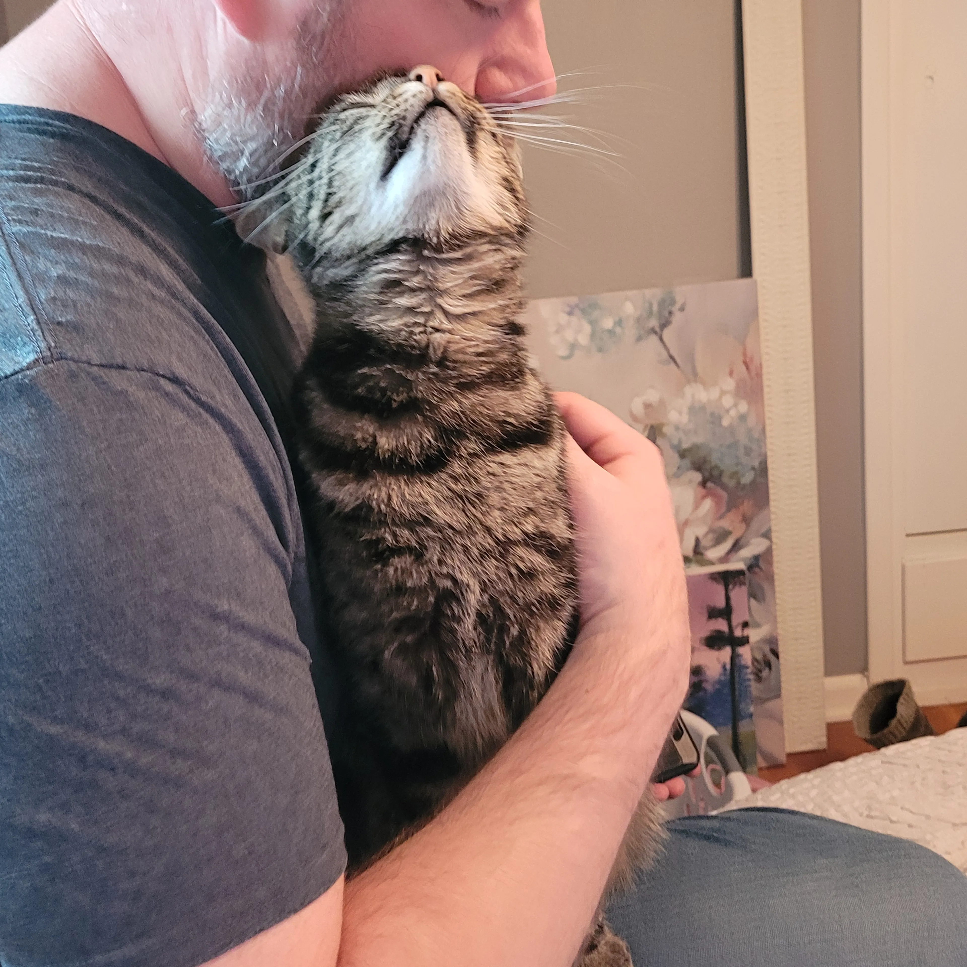 Lost pet-2