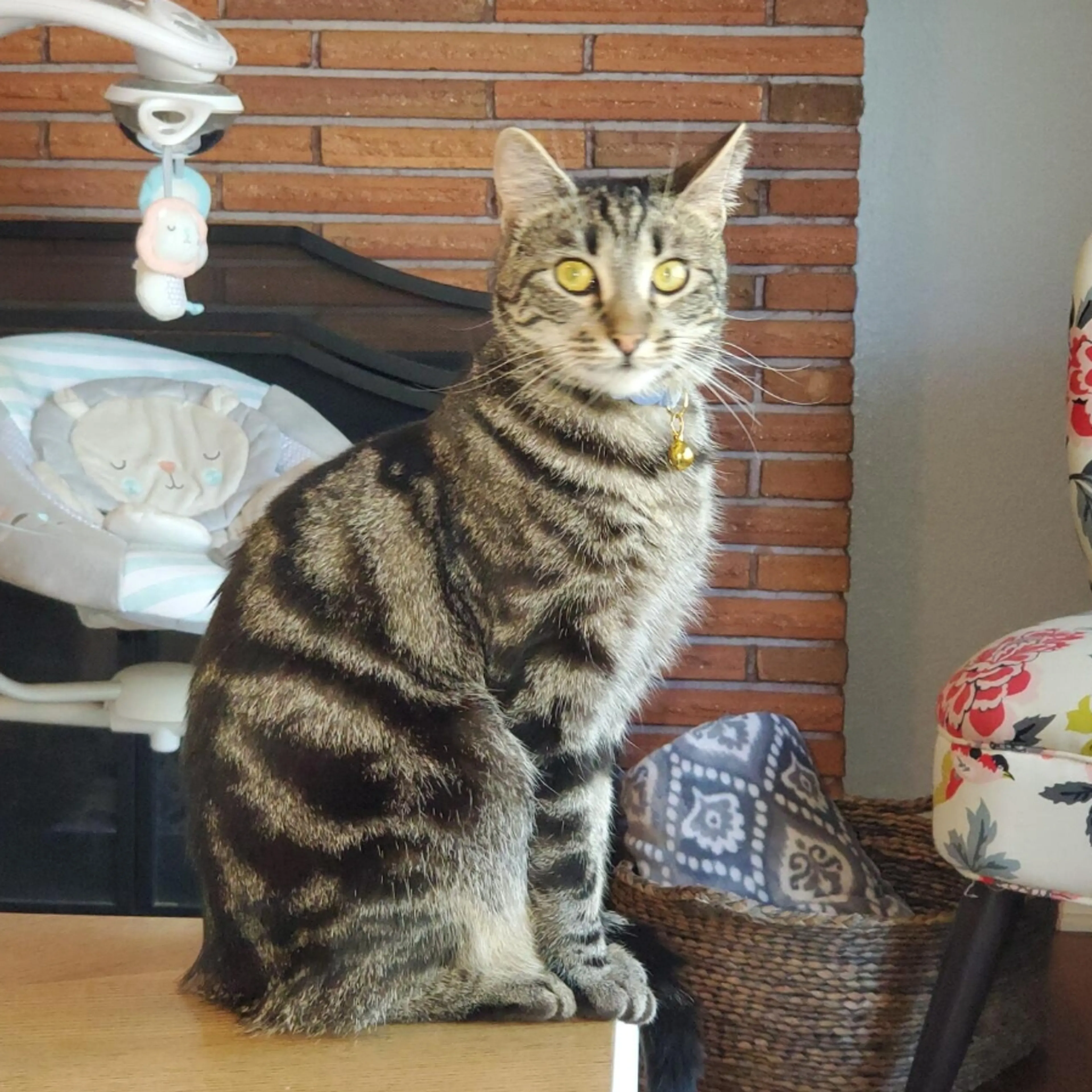 Lost pet-3