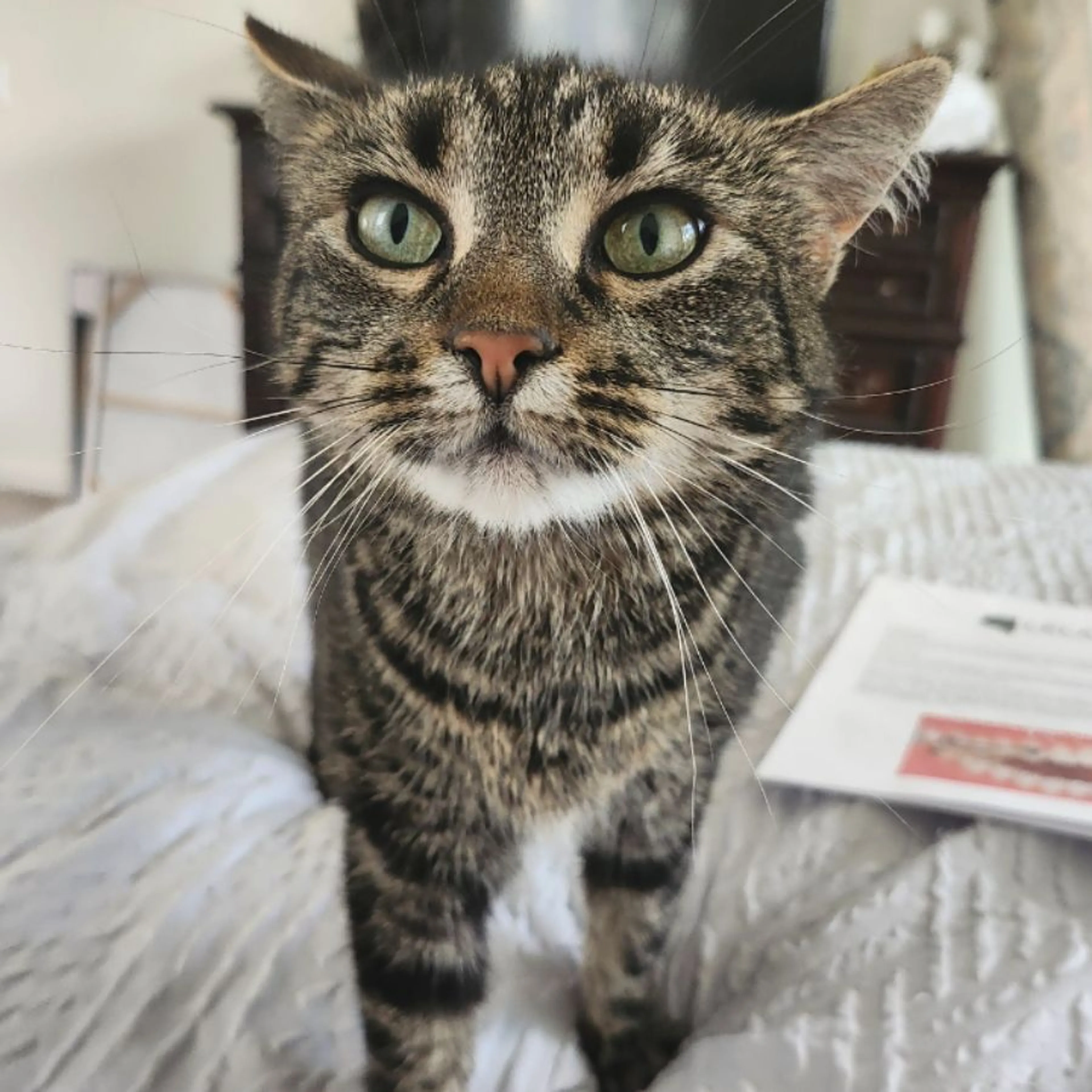 Lost pet-0