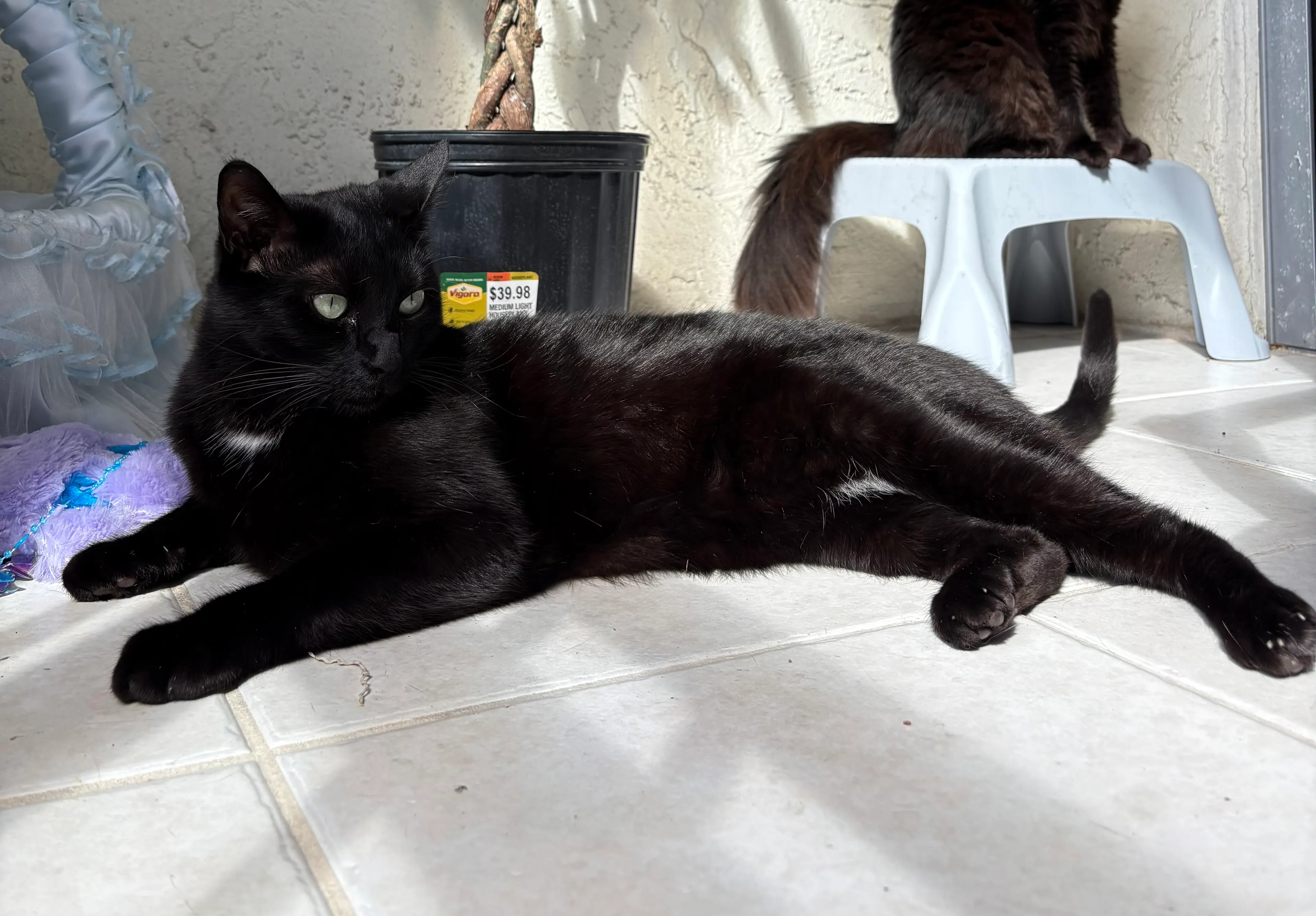 Lost pet