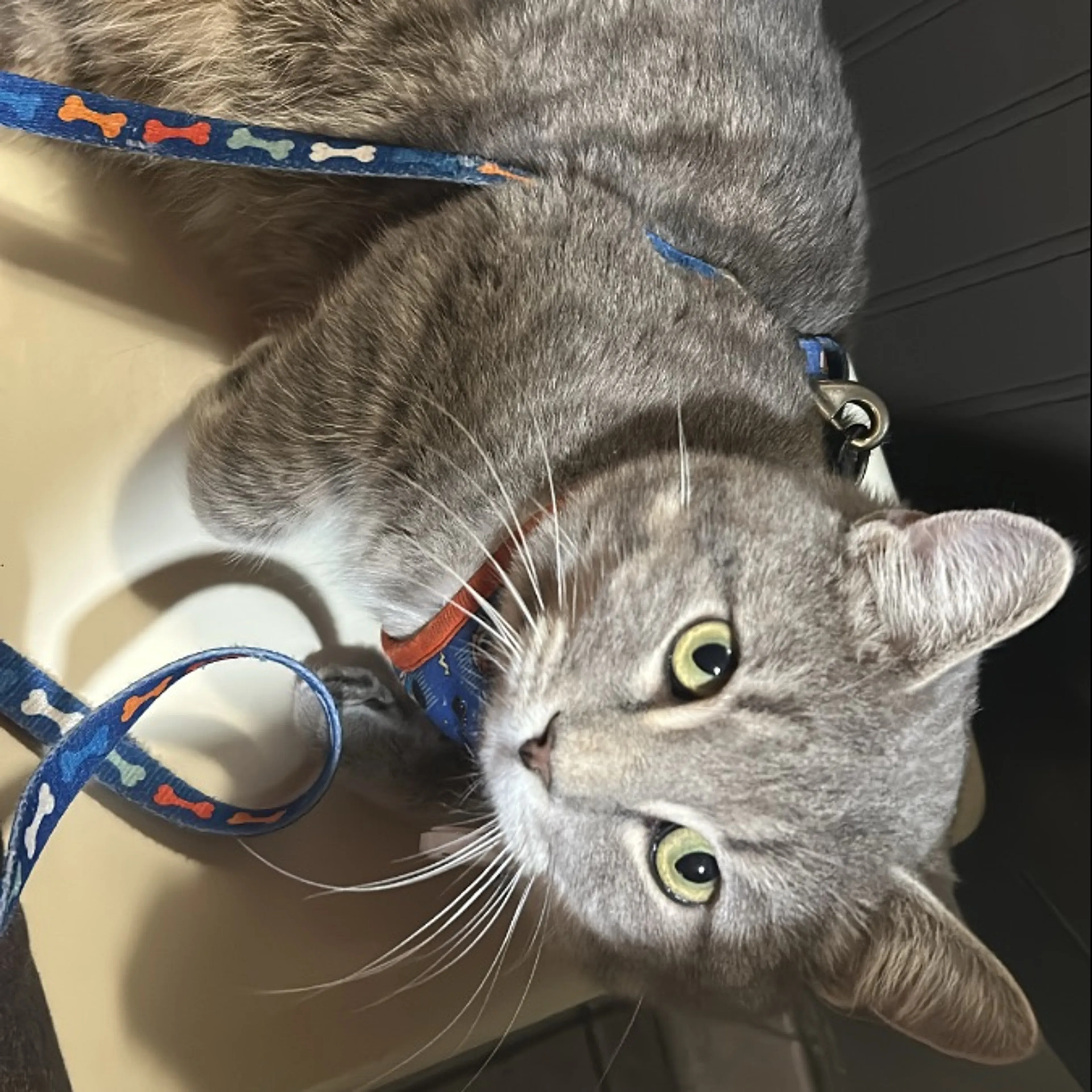 Lost pet-0