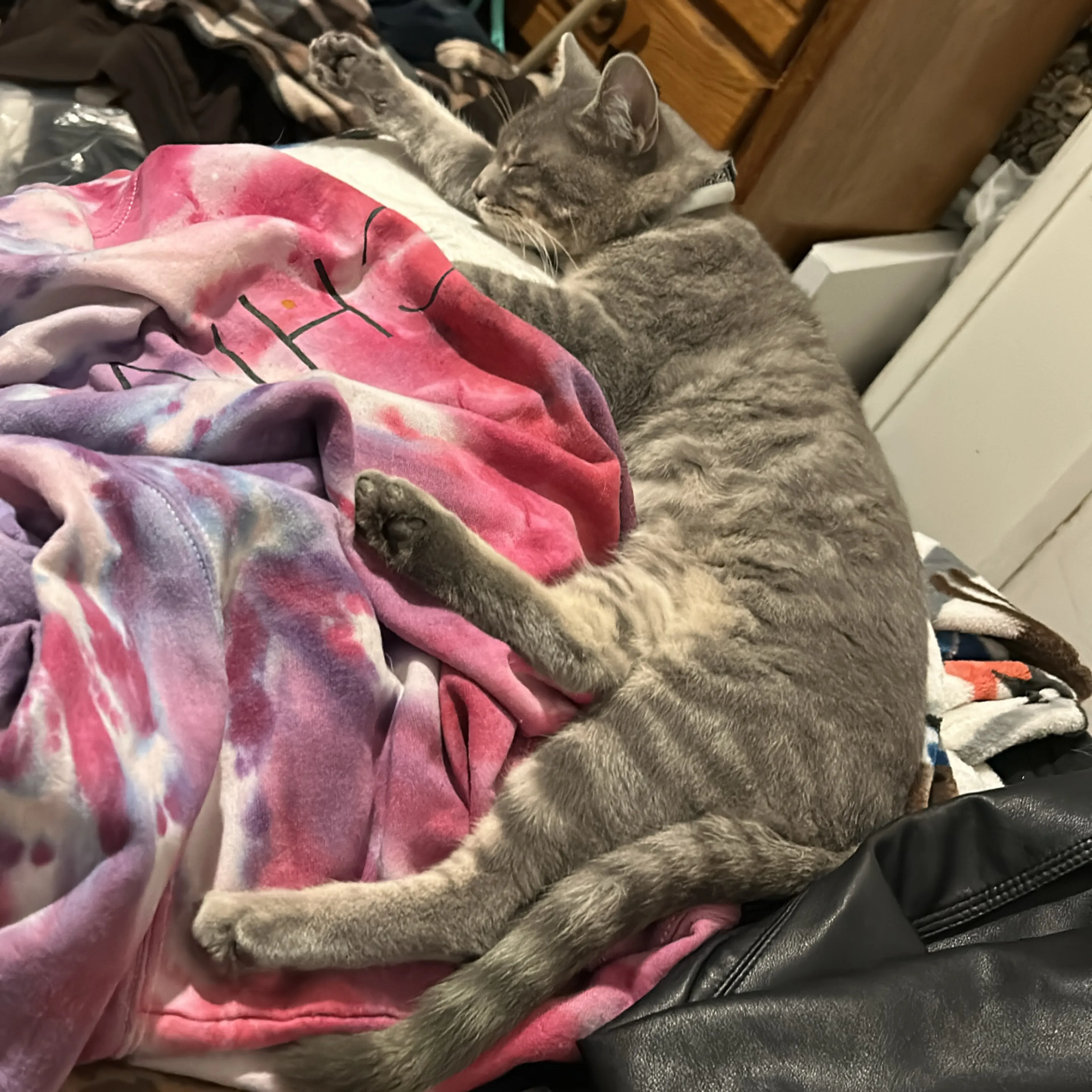Lost pet-3