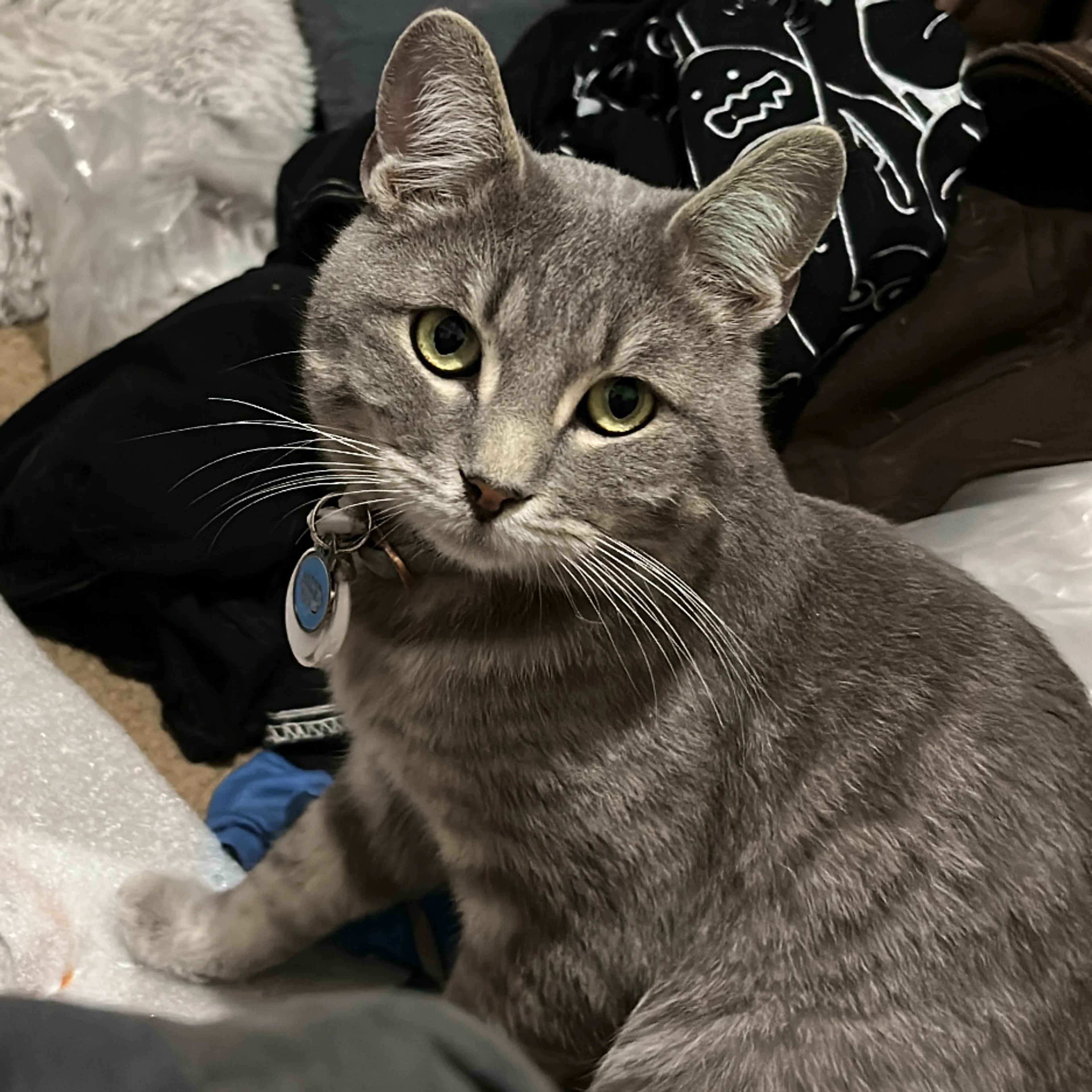 Lost pet-2