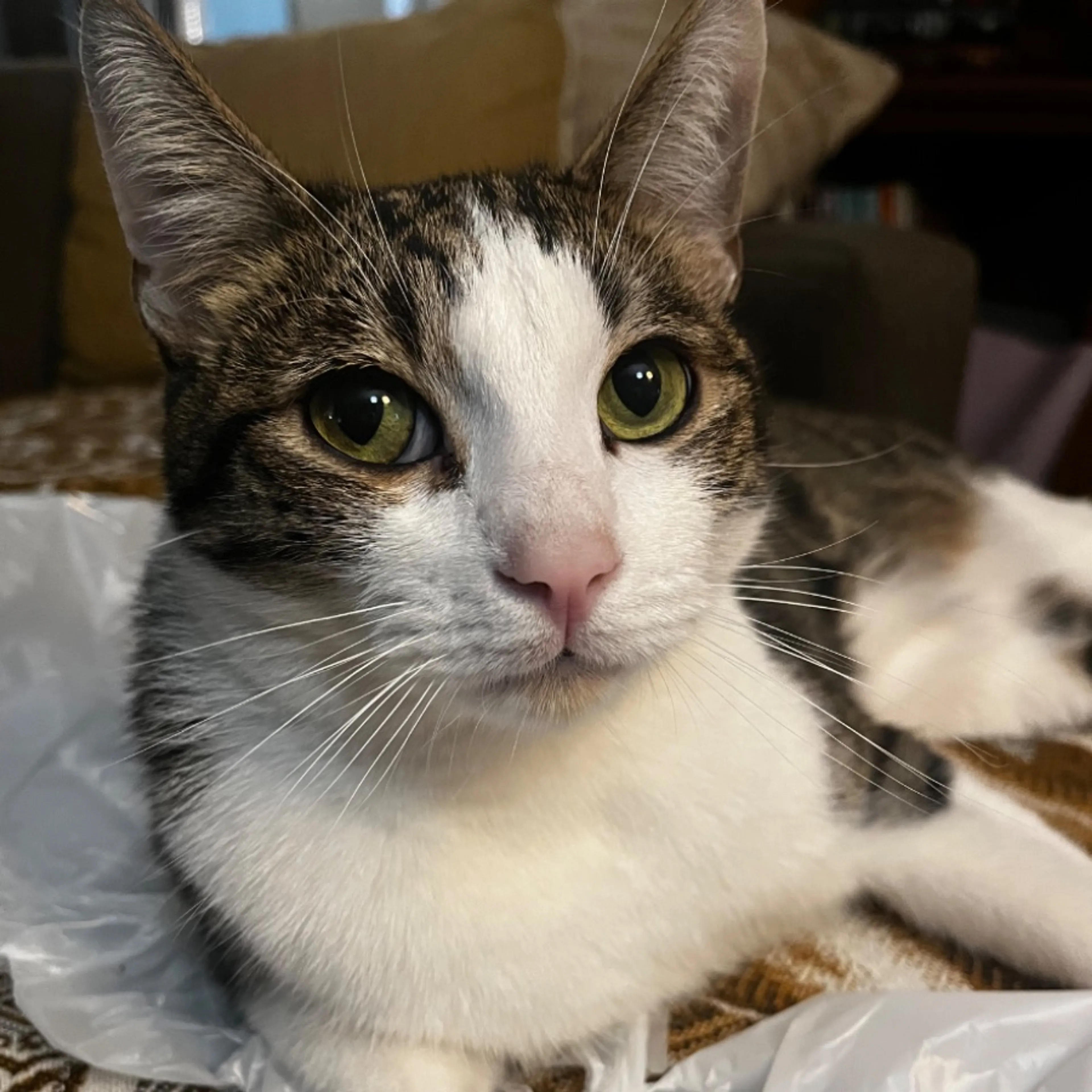 Lost pet
