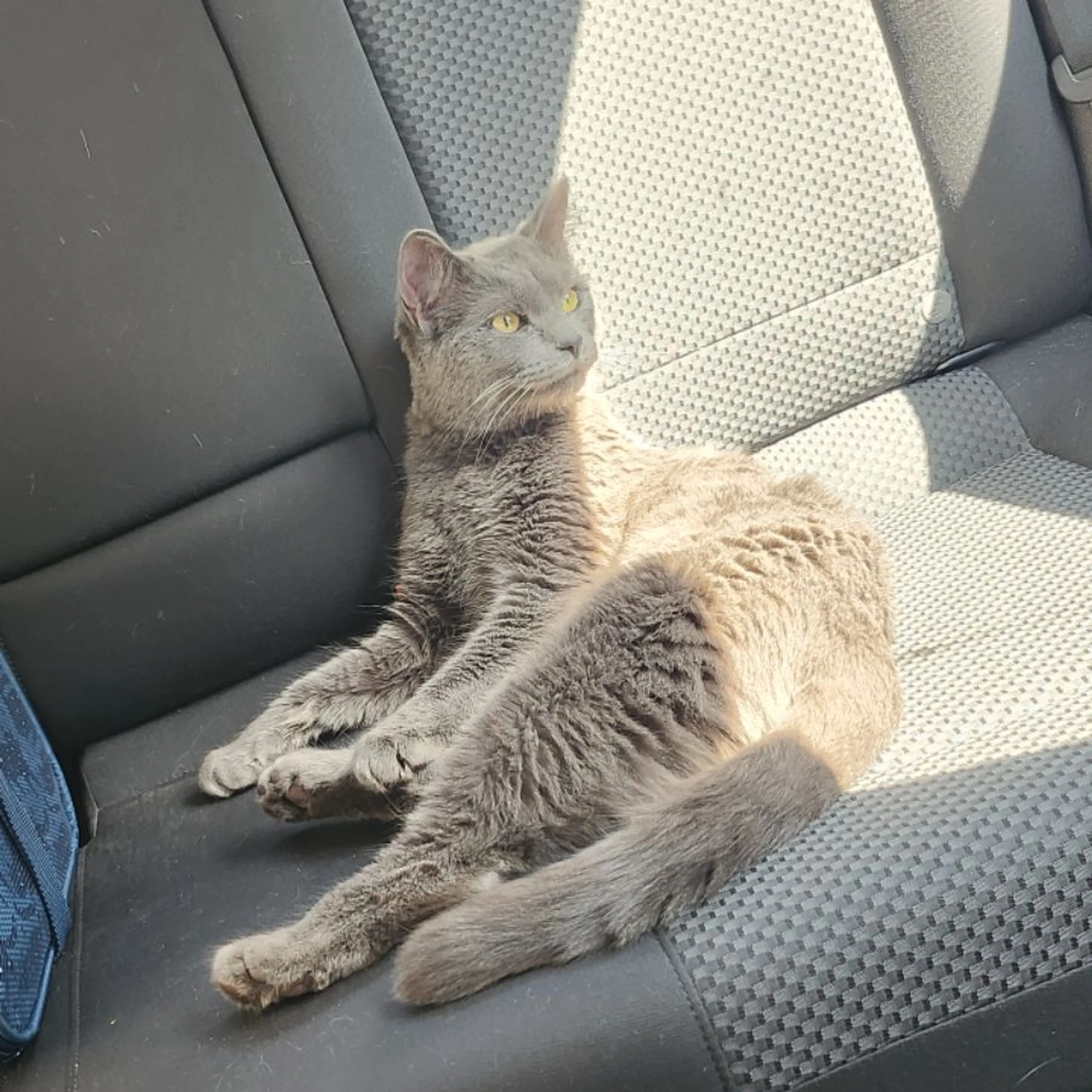 Found pet-0