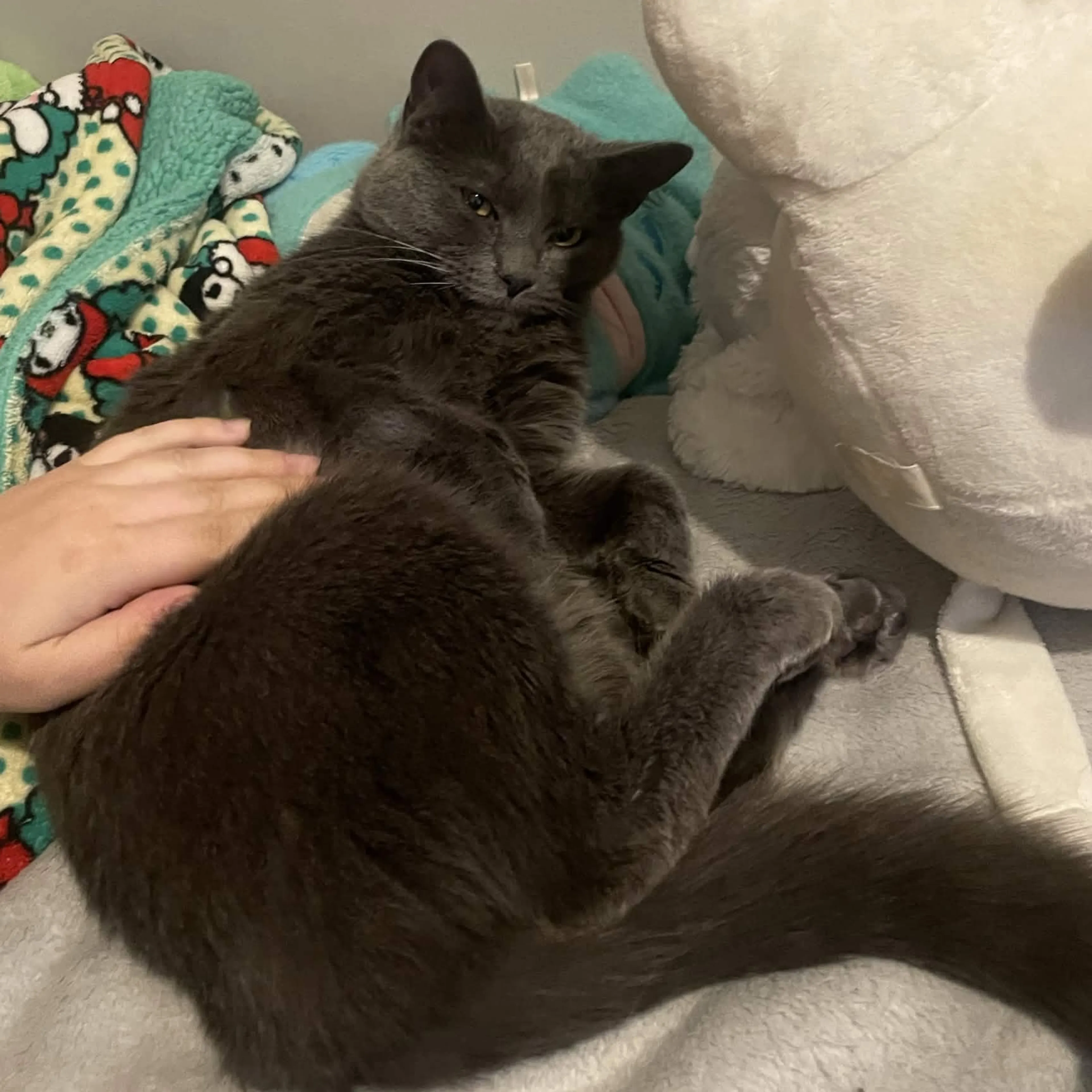 Found pet-1