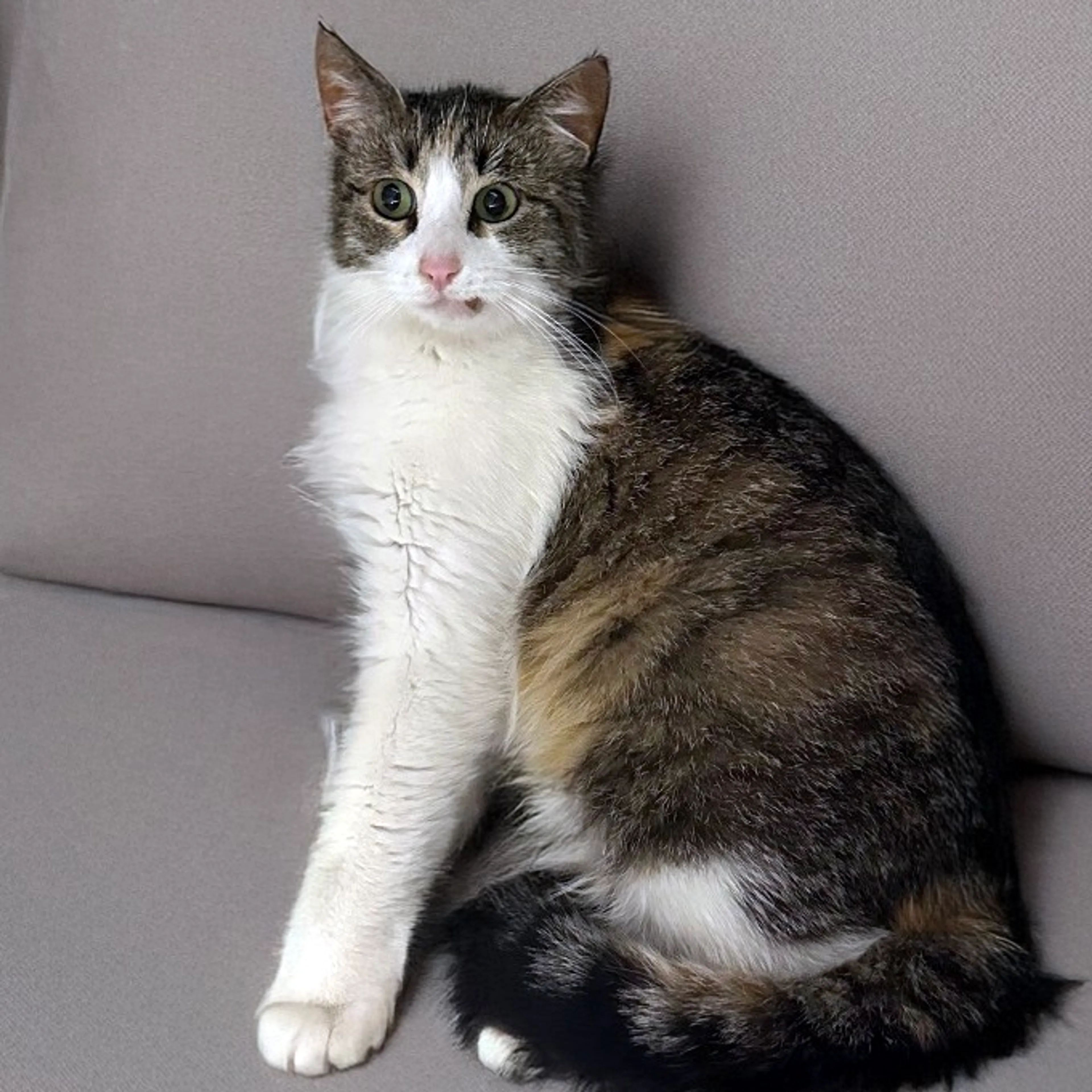 Found pet