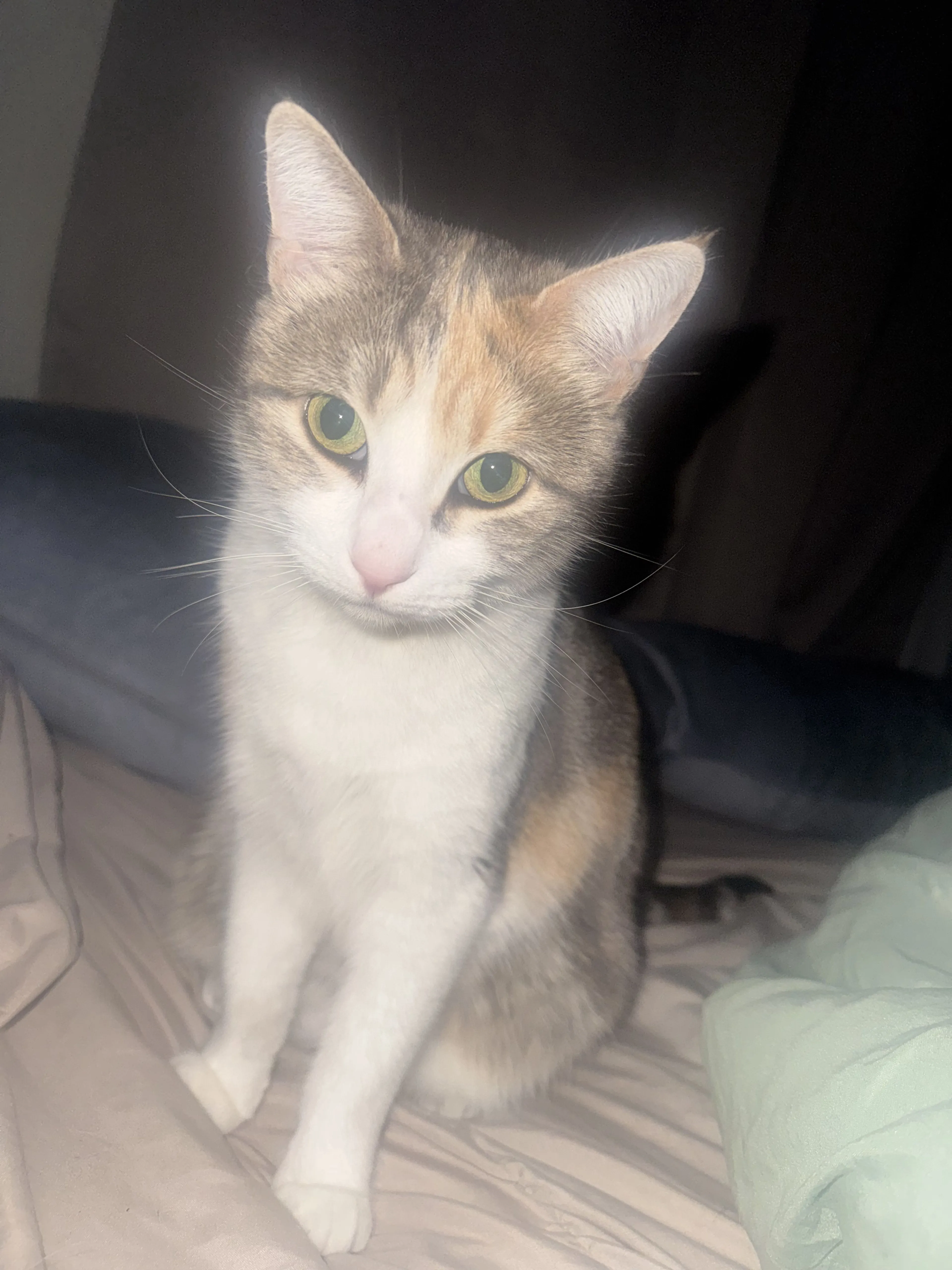 Lost pet-1