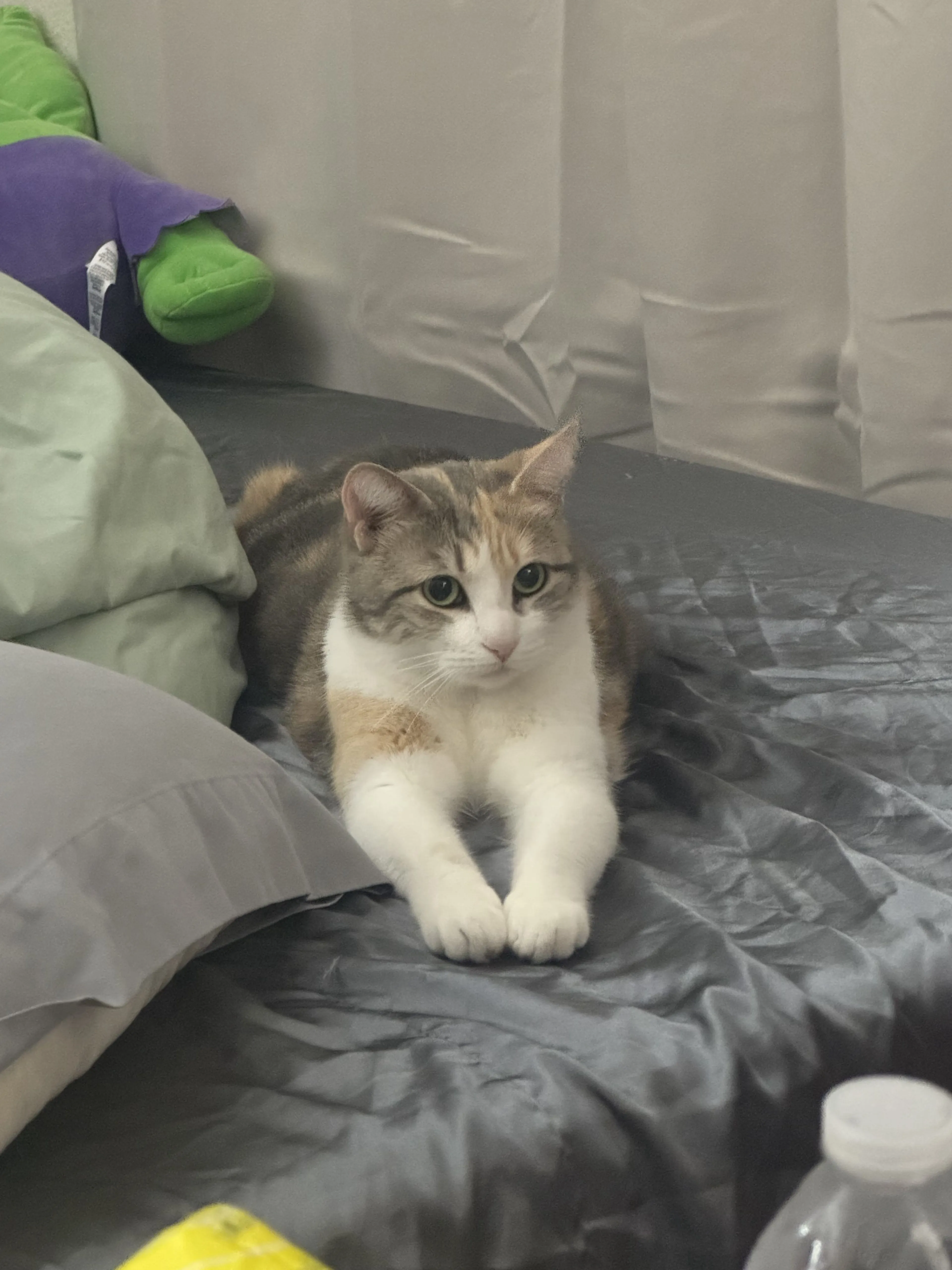 Lost pet-0