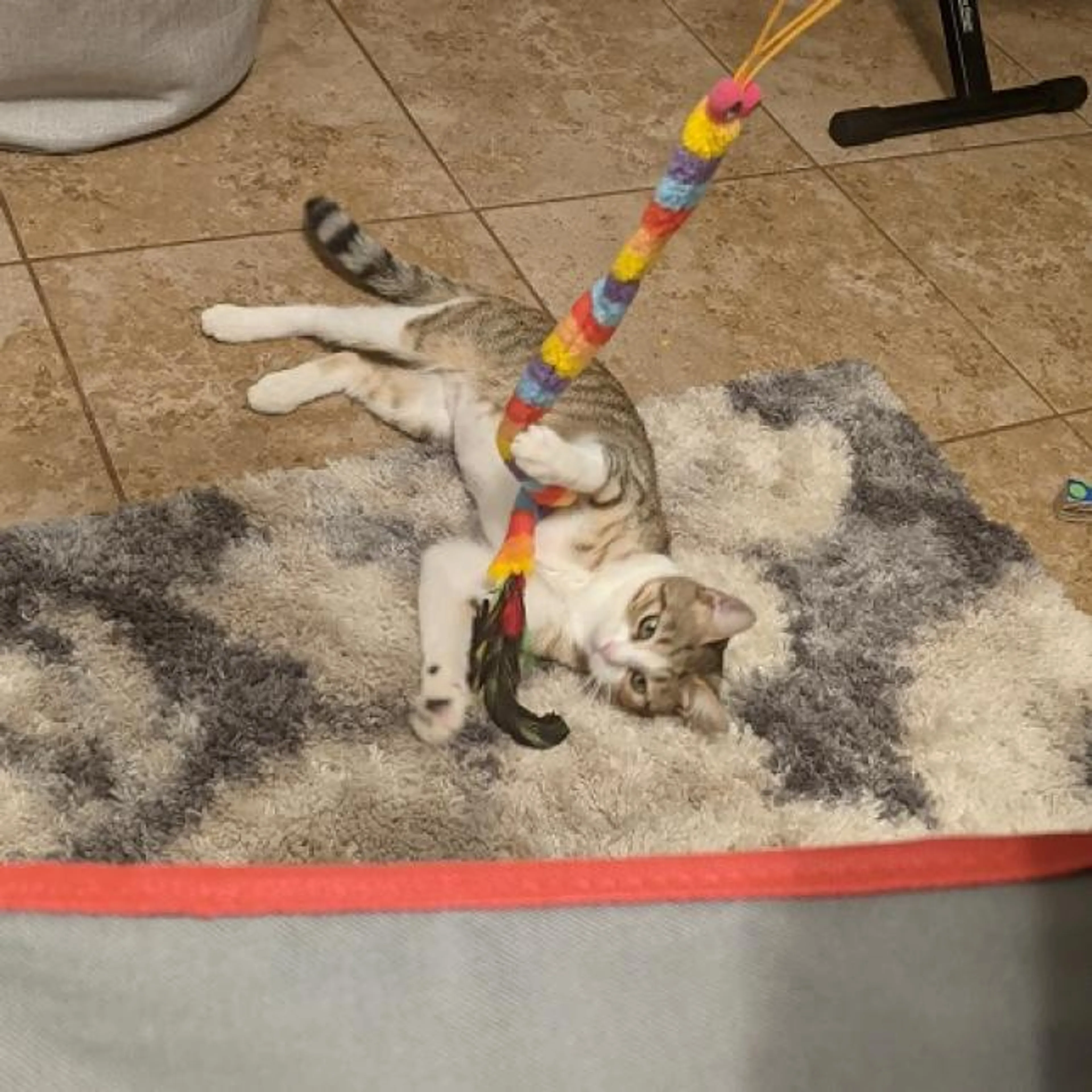Found pet-3