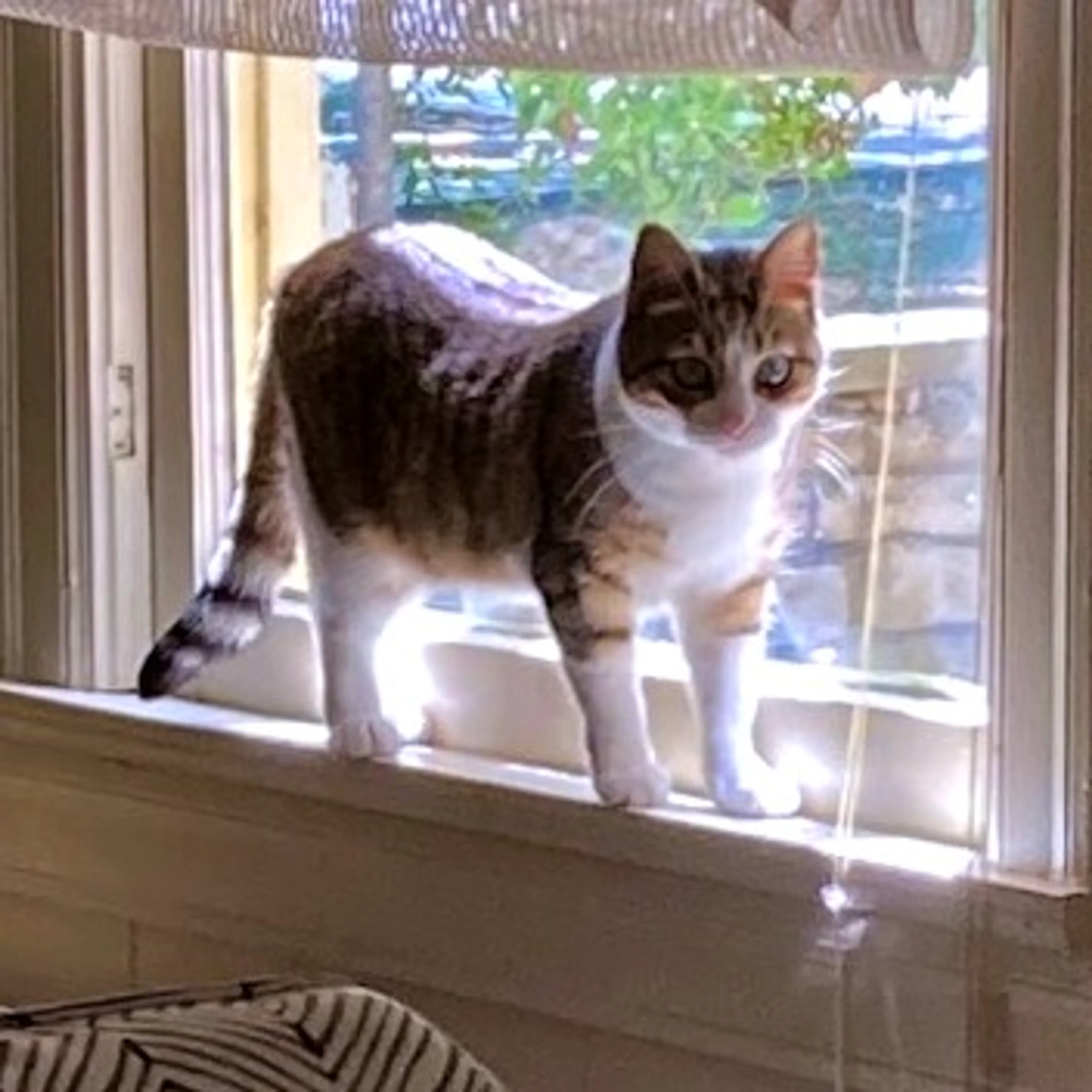 Found pet-7