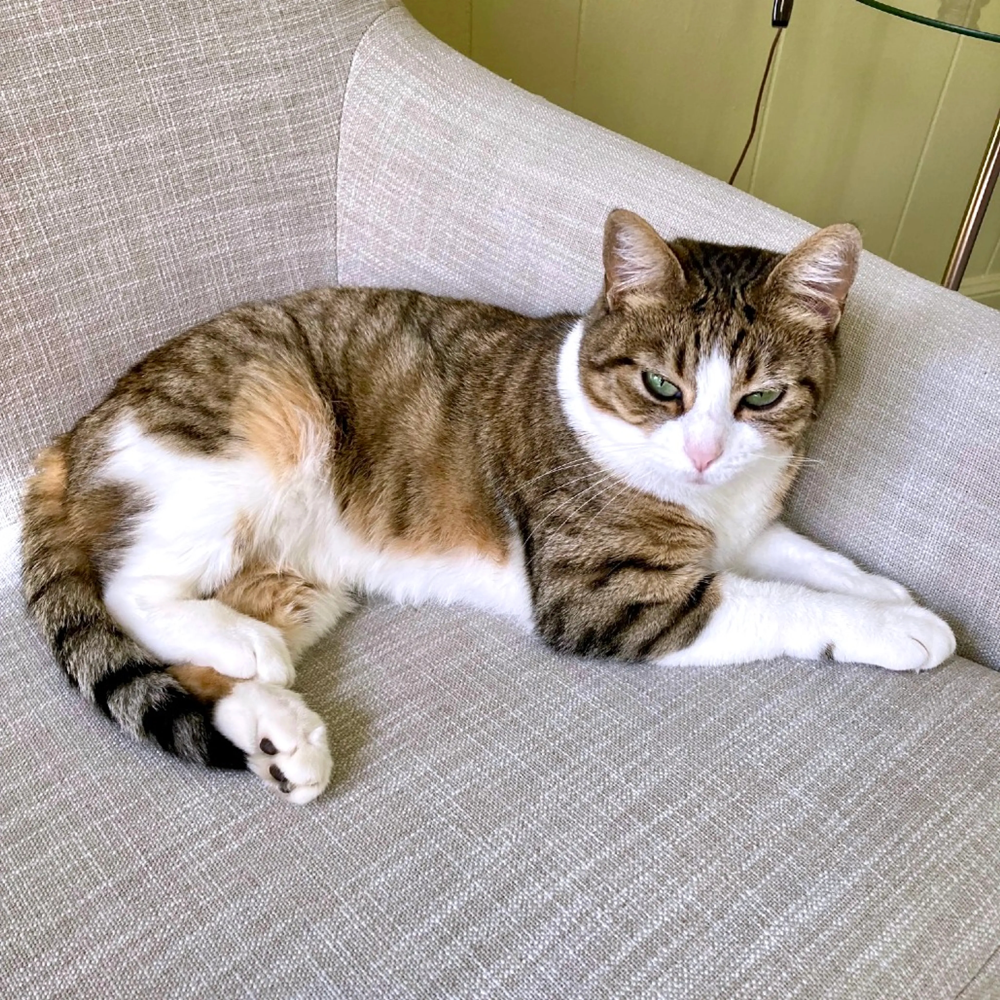 Found pet-9
