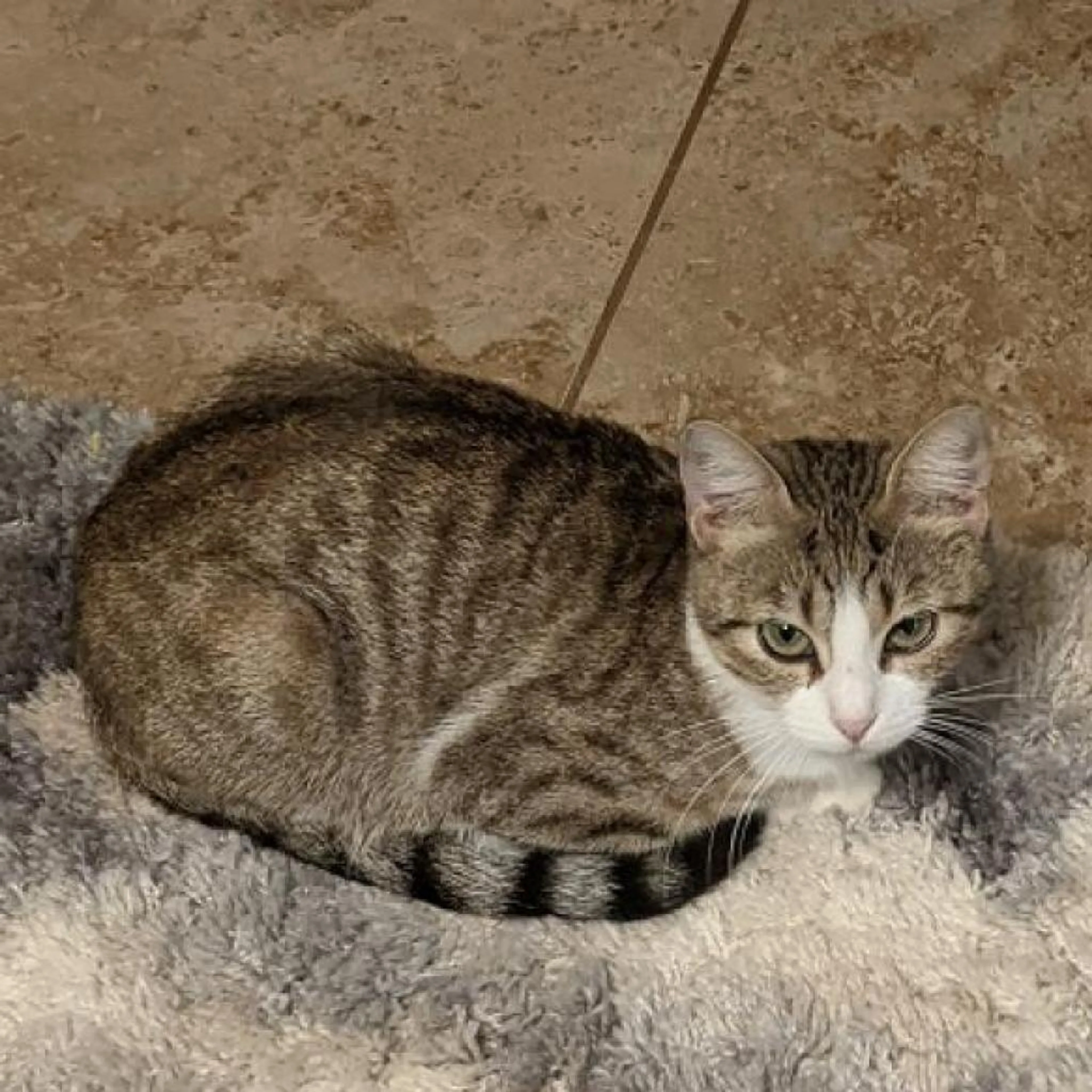 Found pet-5