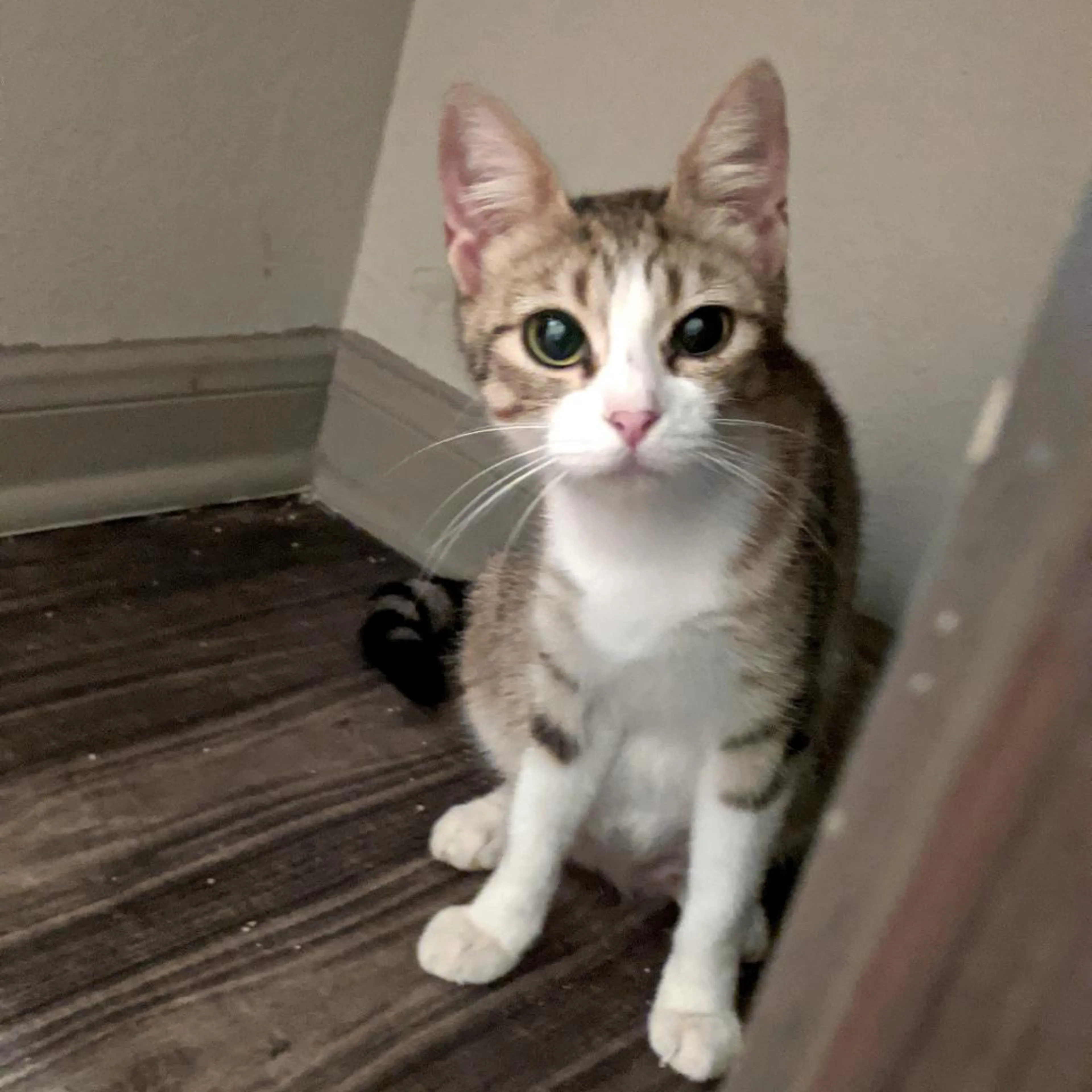 Found pet-6