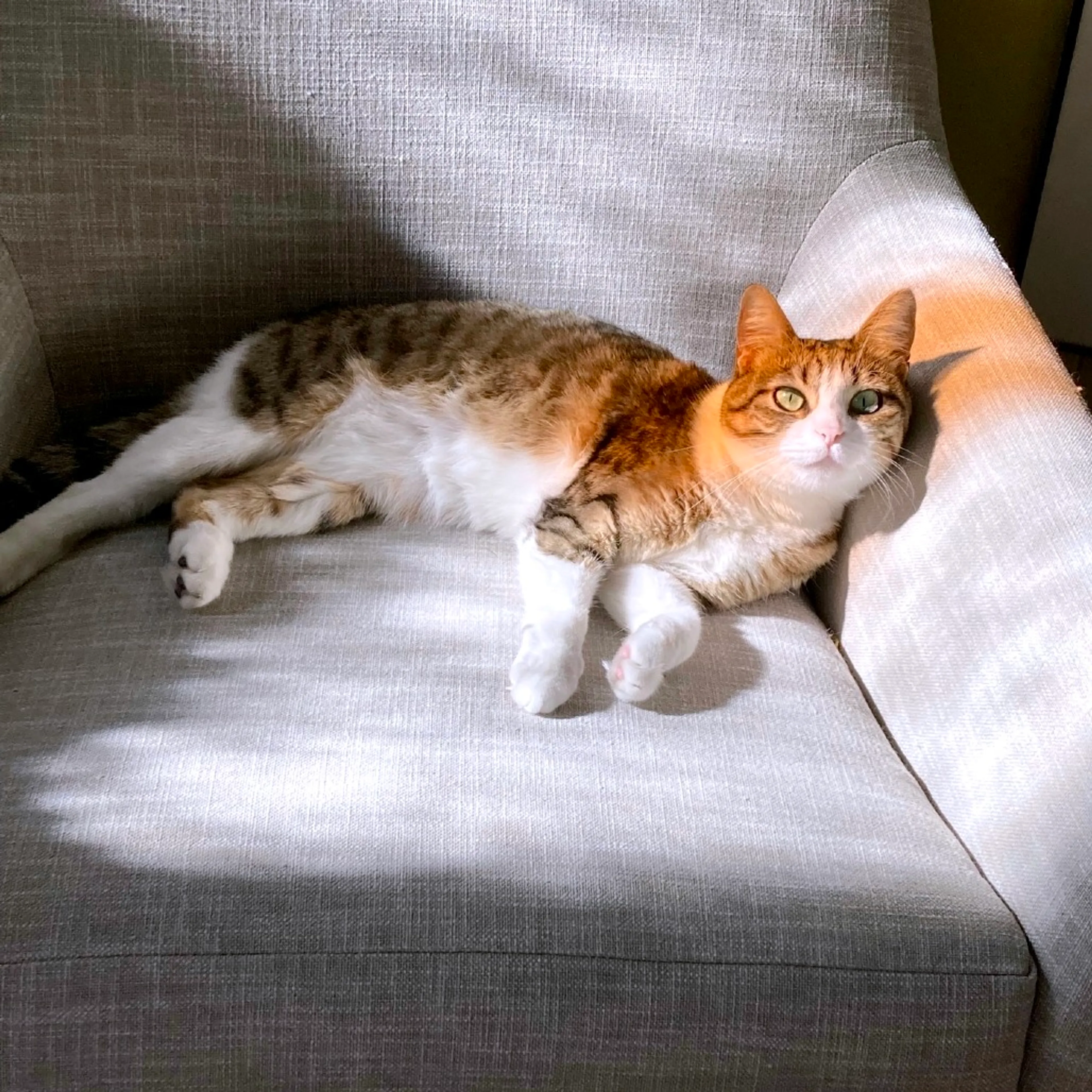 Found pet-10