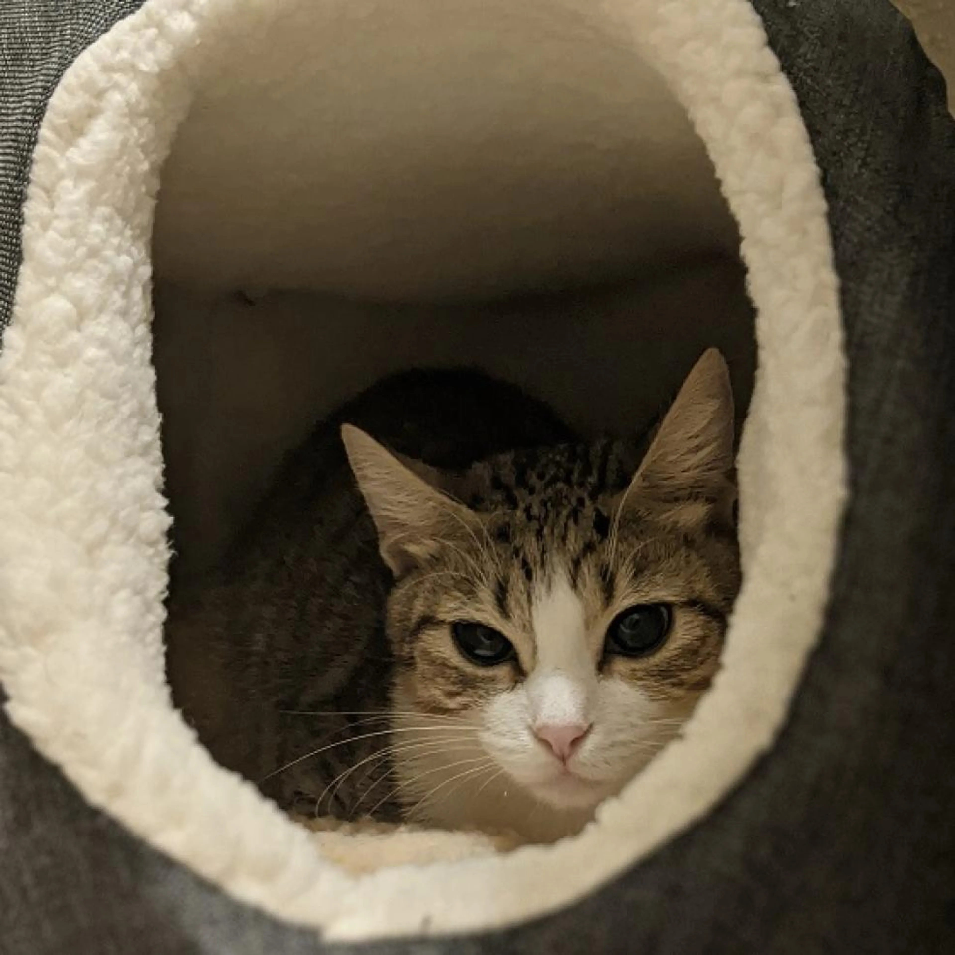 Found pet-2