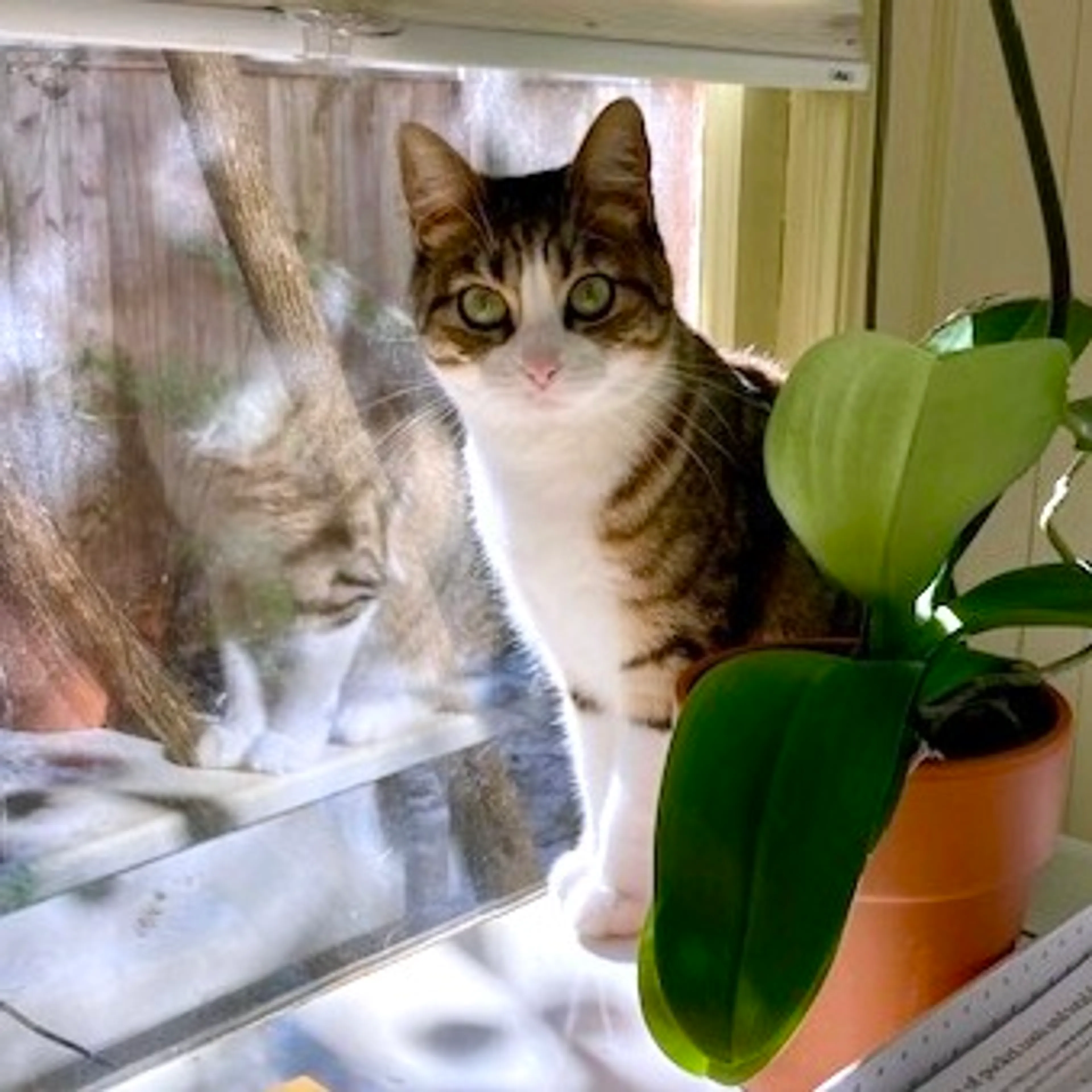 Found pet-8