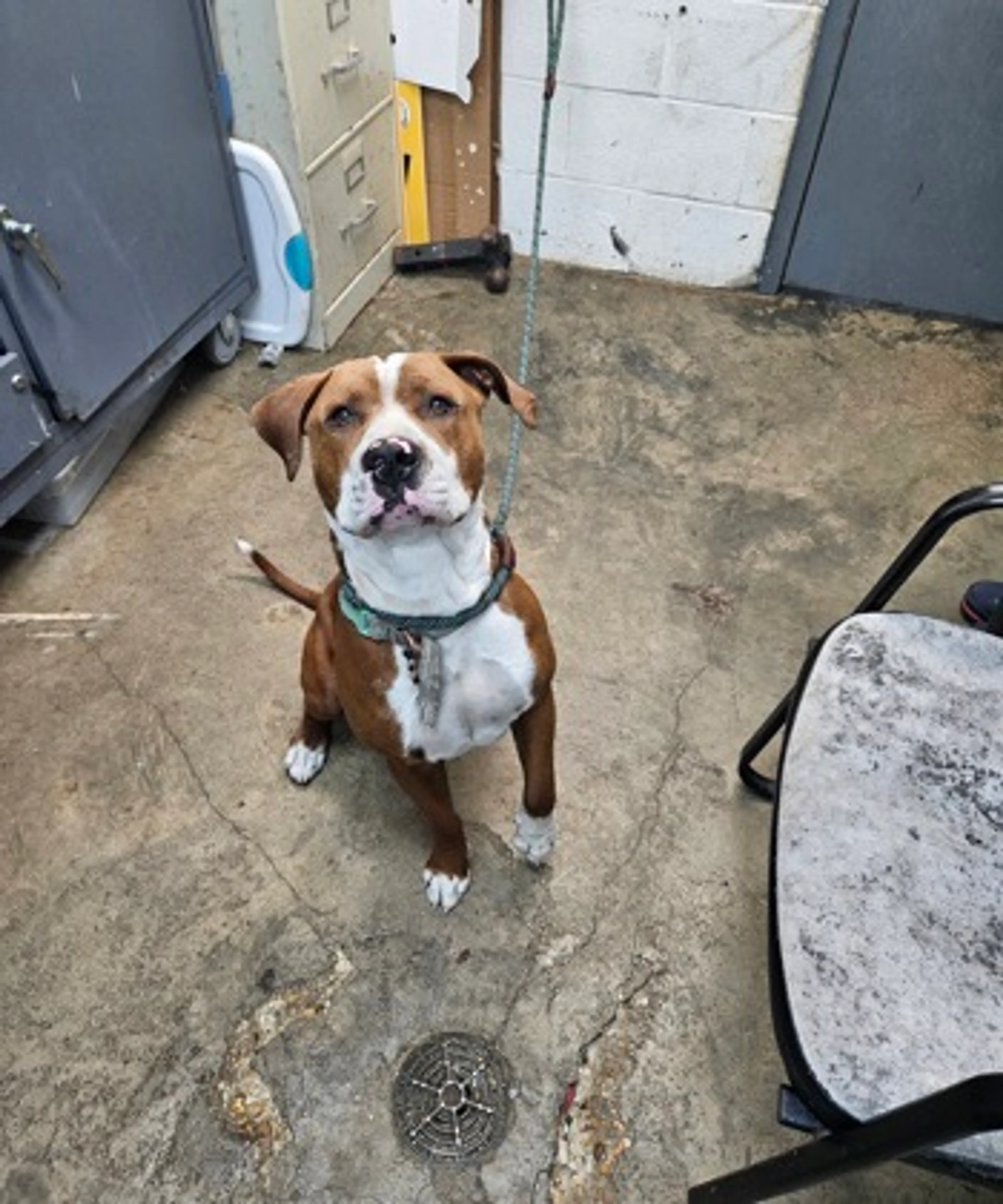 Found pet