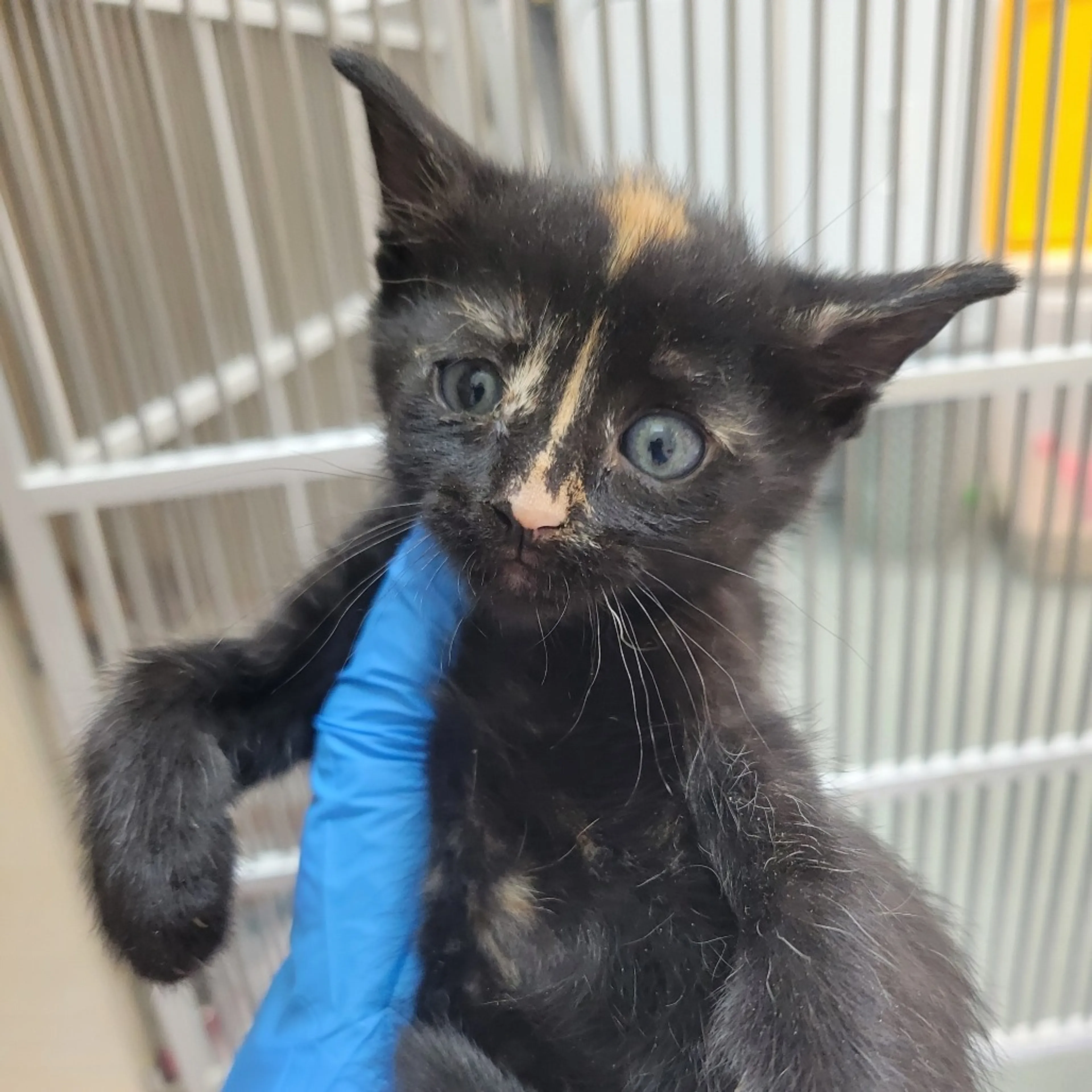 Found pet-1