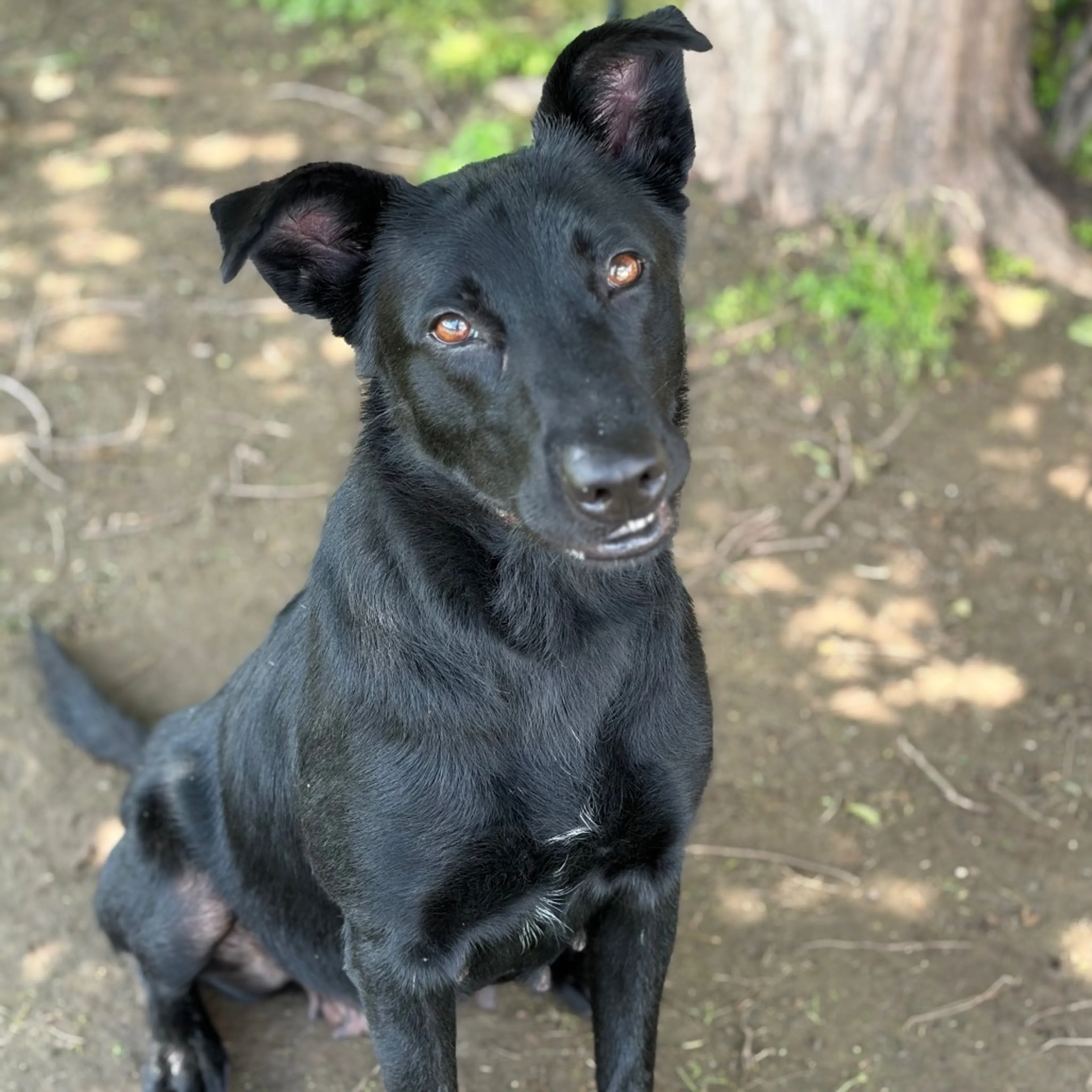 Found pet-3