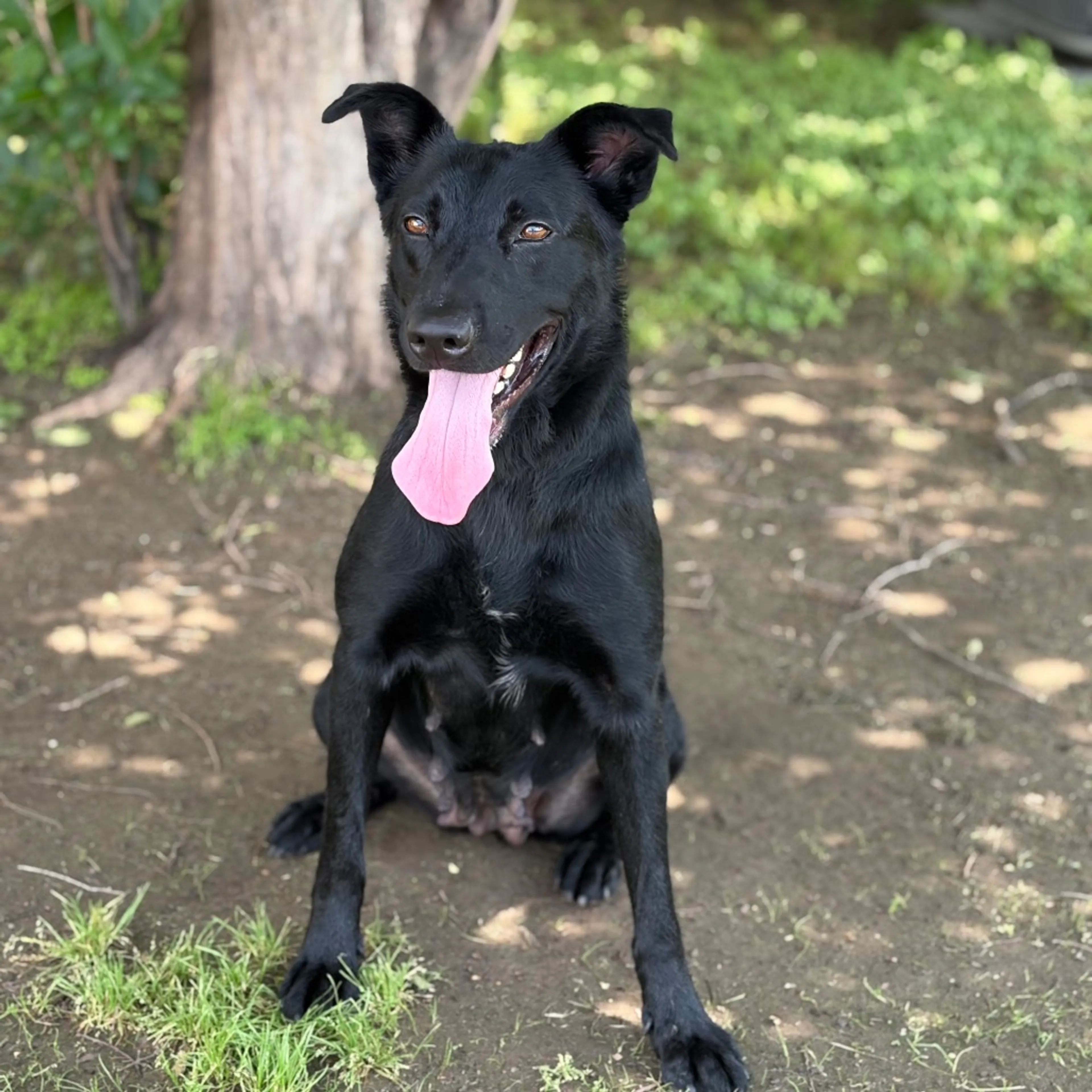 Found pet-4