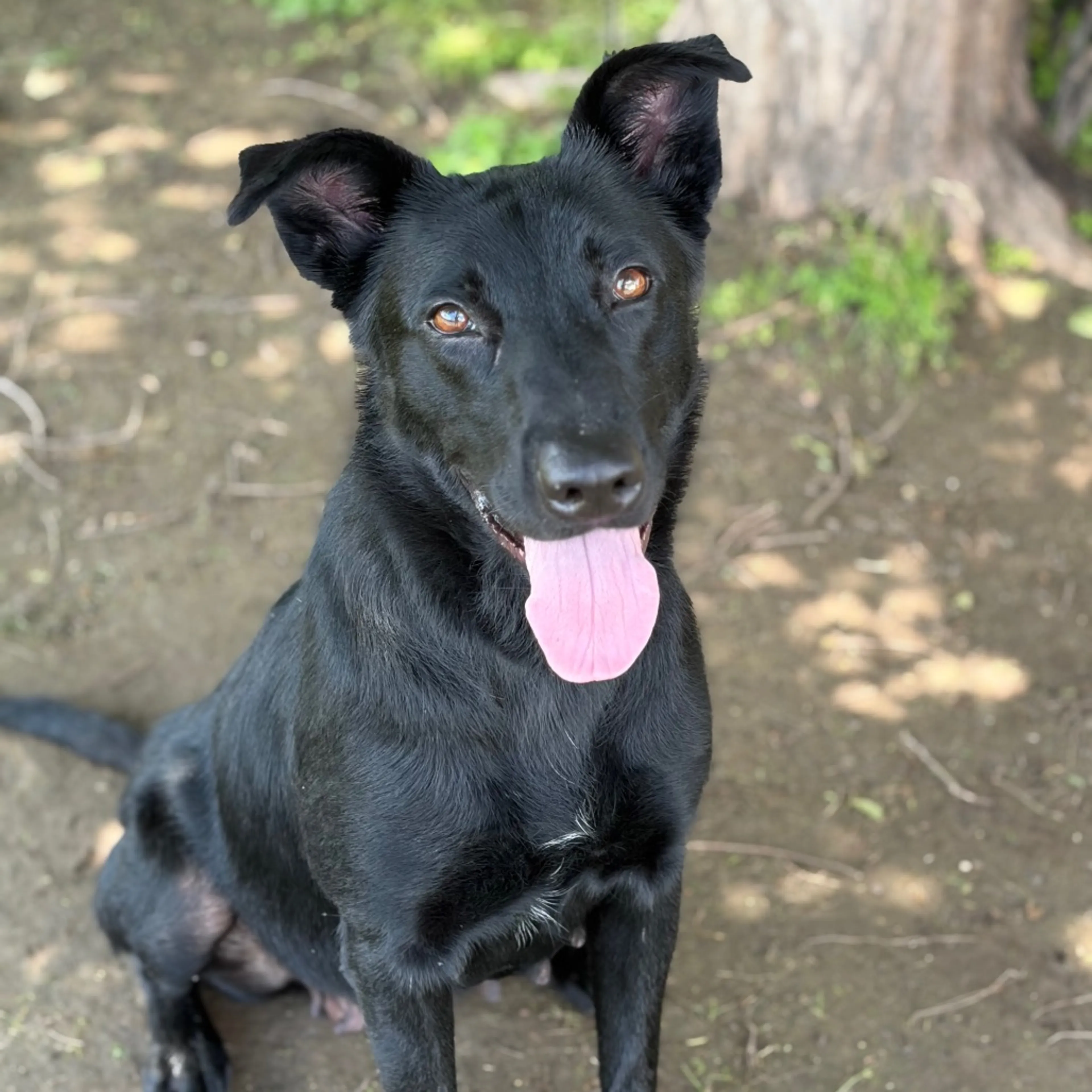 Found pet-5