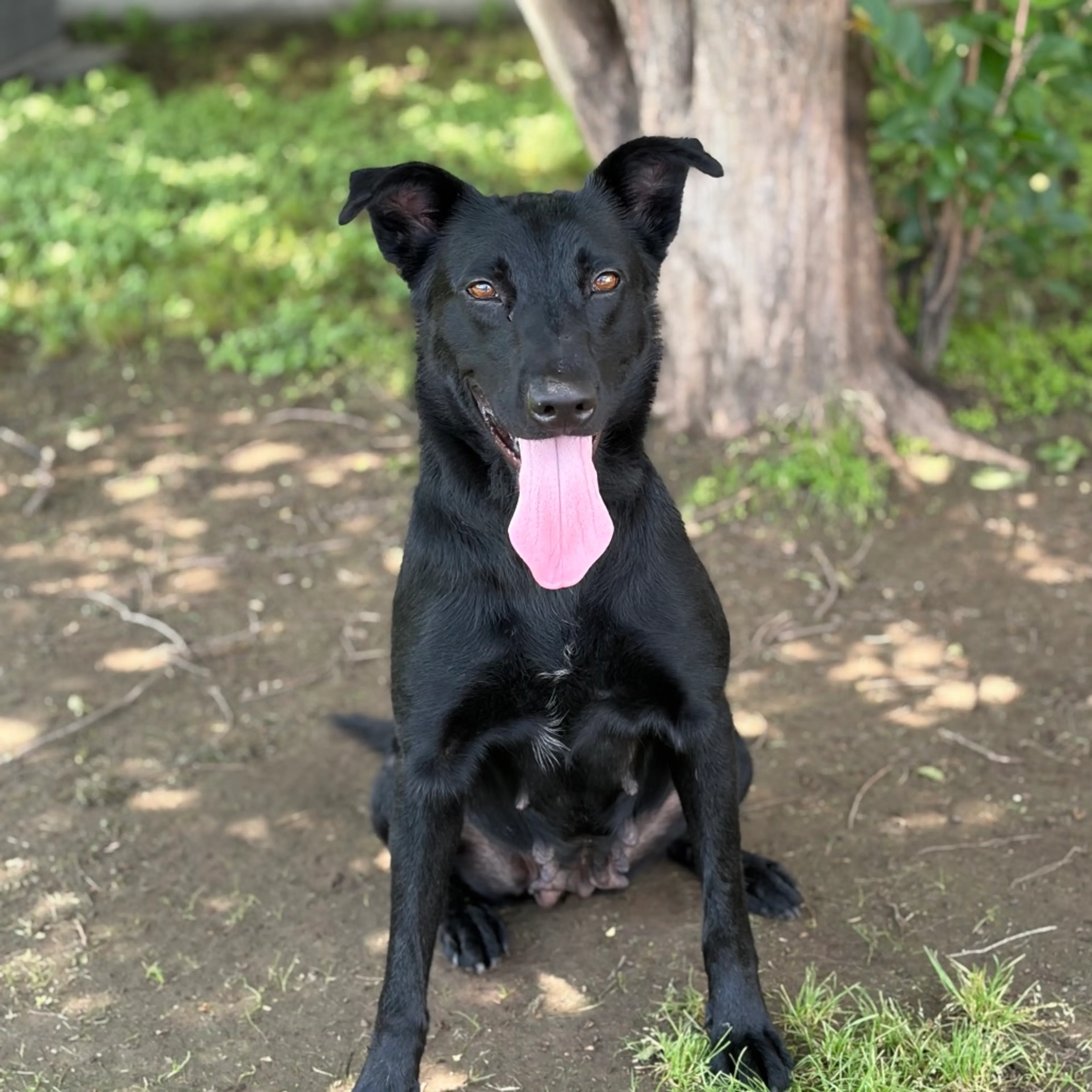 Found pet-2