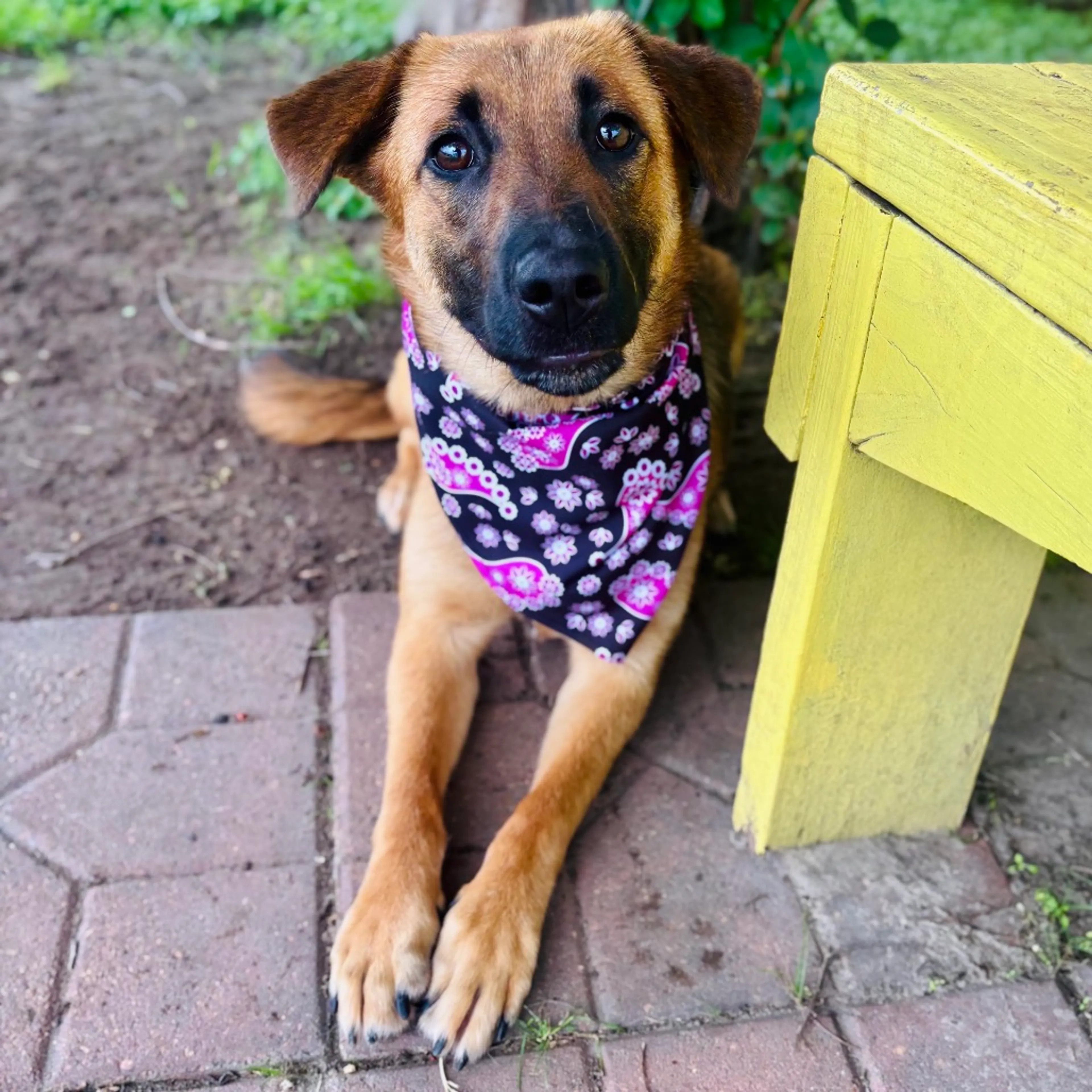 Found pet-1