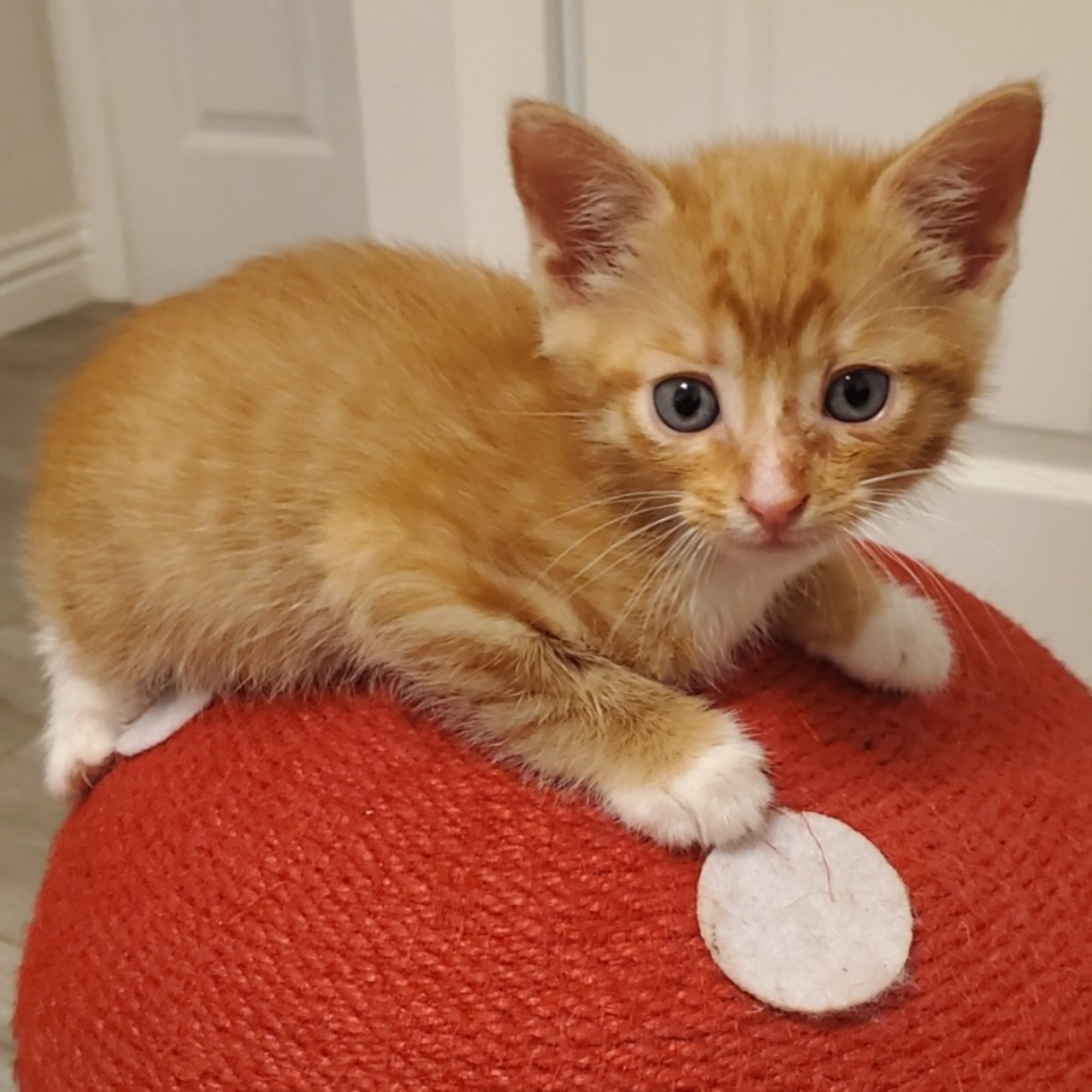 Found pet-0