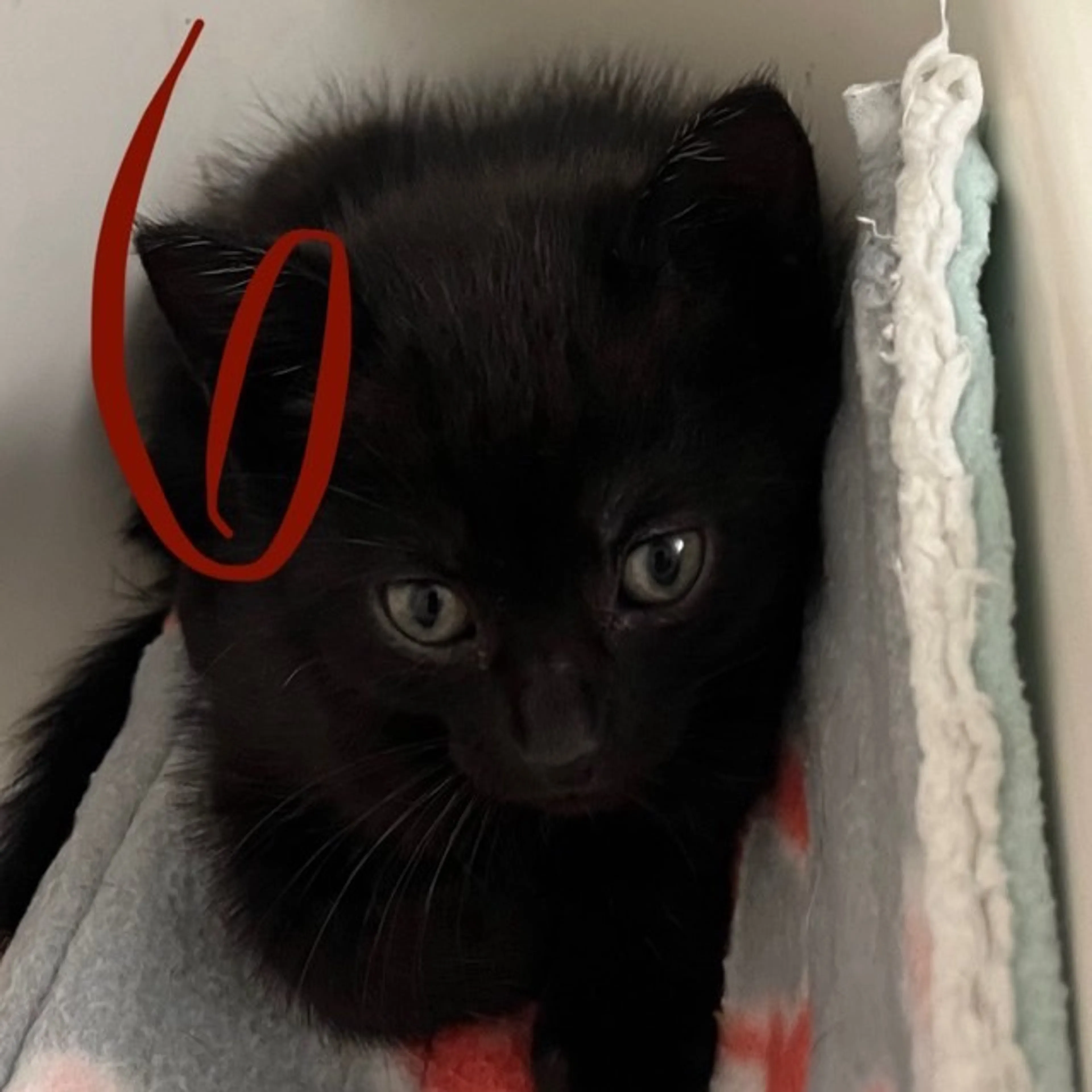Found pet-0