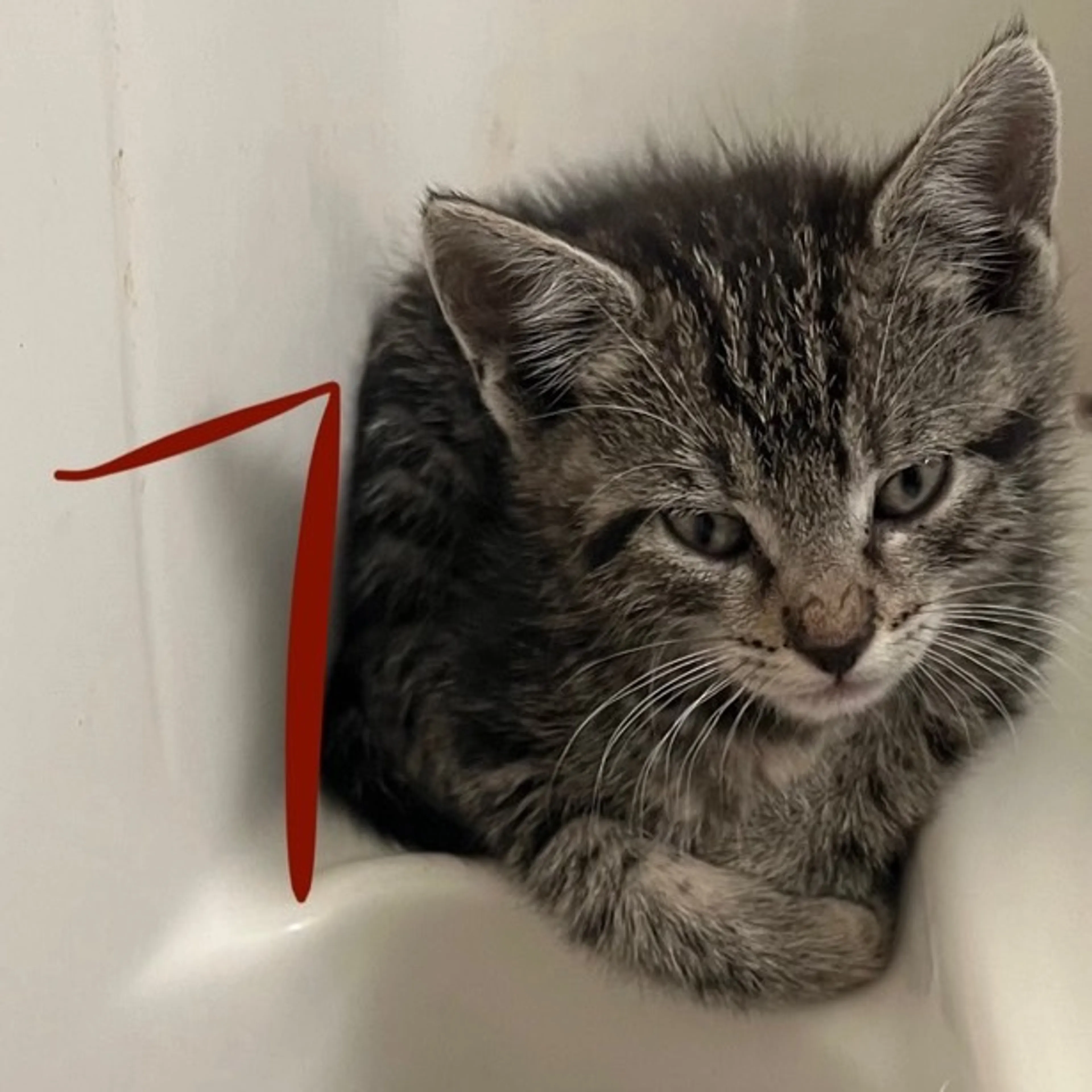 Found pet-0